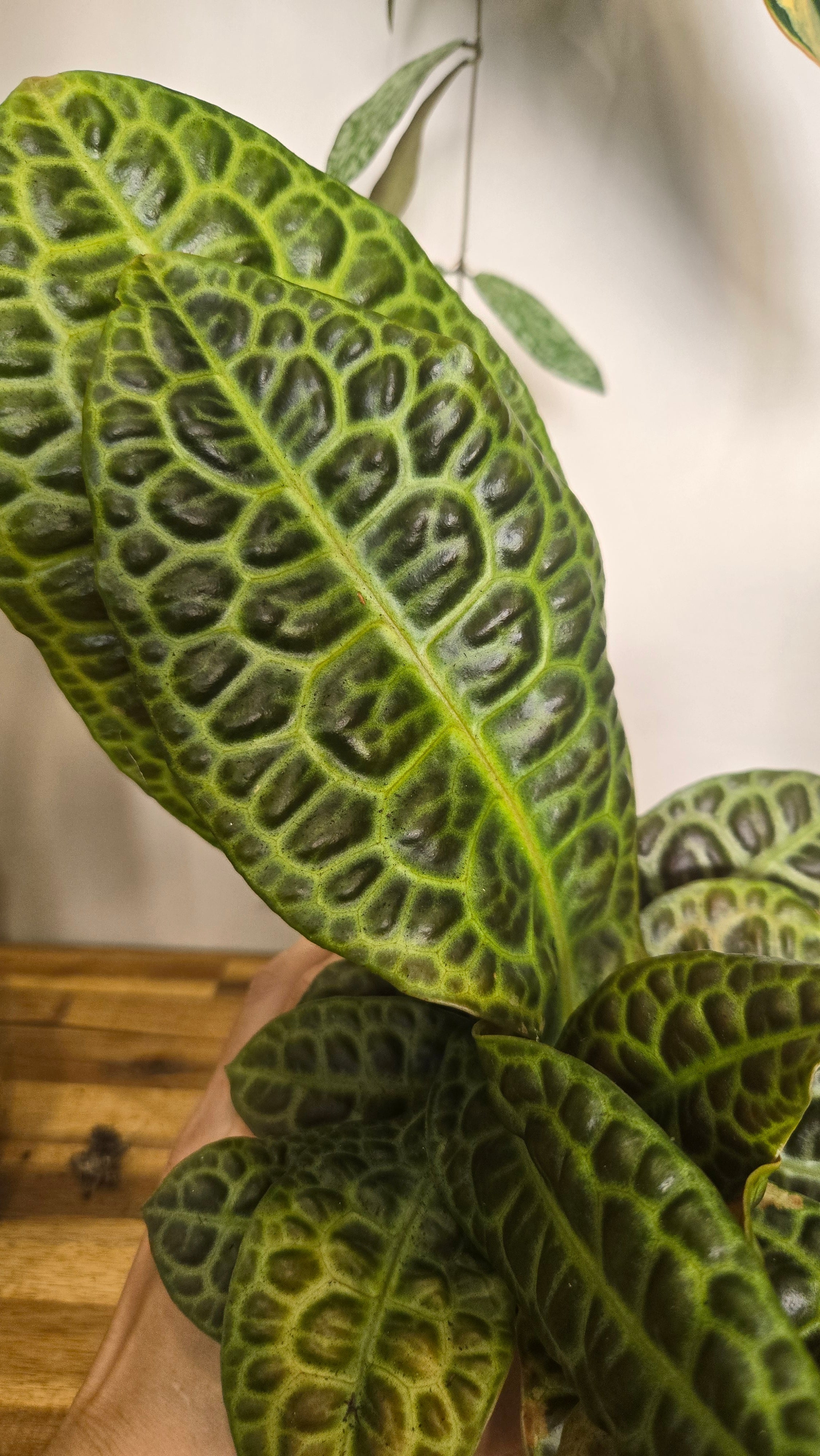 LABISIA OBTUSIFOLIA KURA KURA