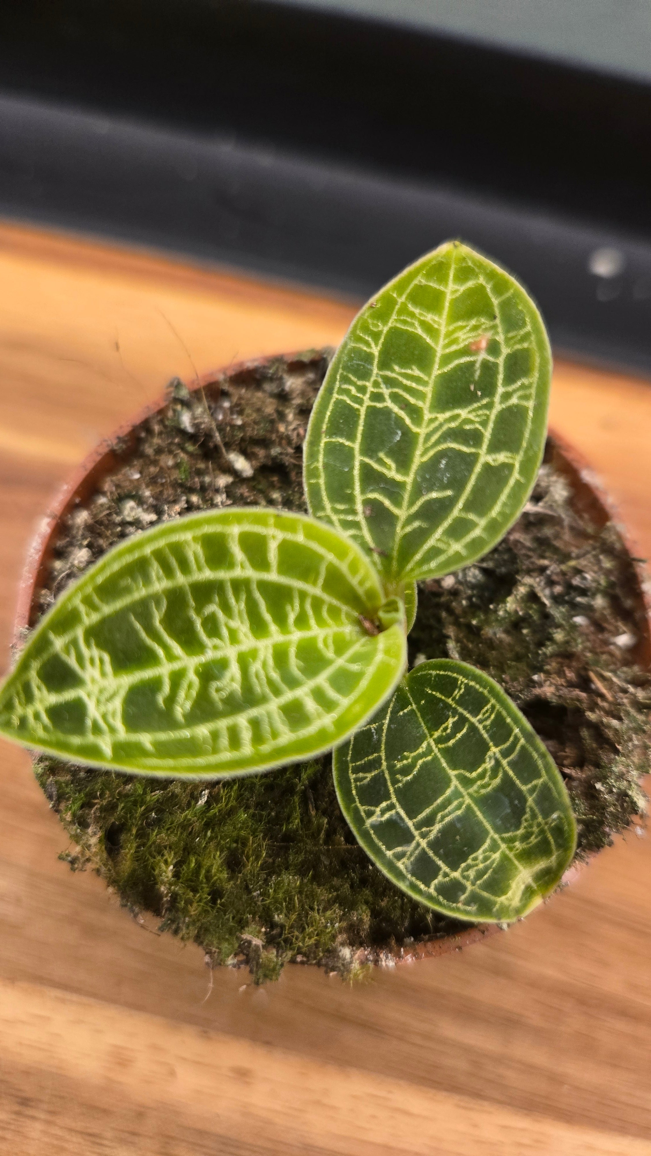 MACODES PETOLA