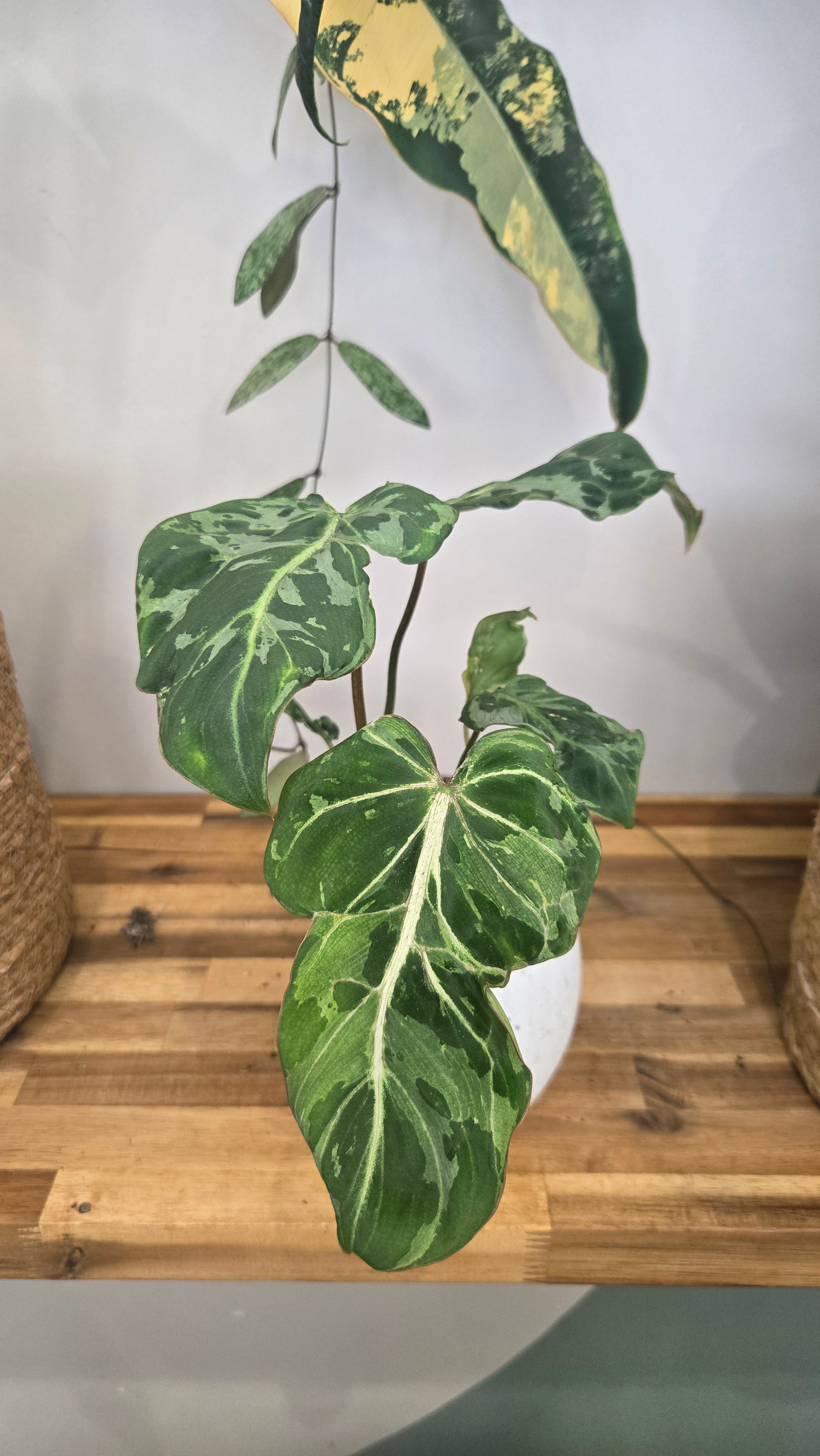 Philodendron gloriosum 'Snow Leopard