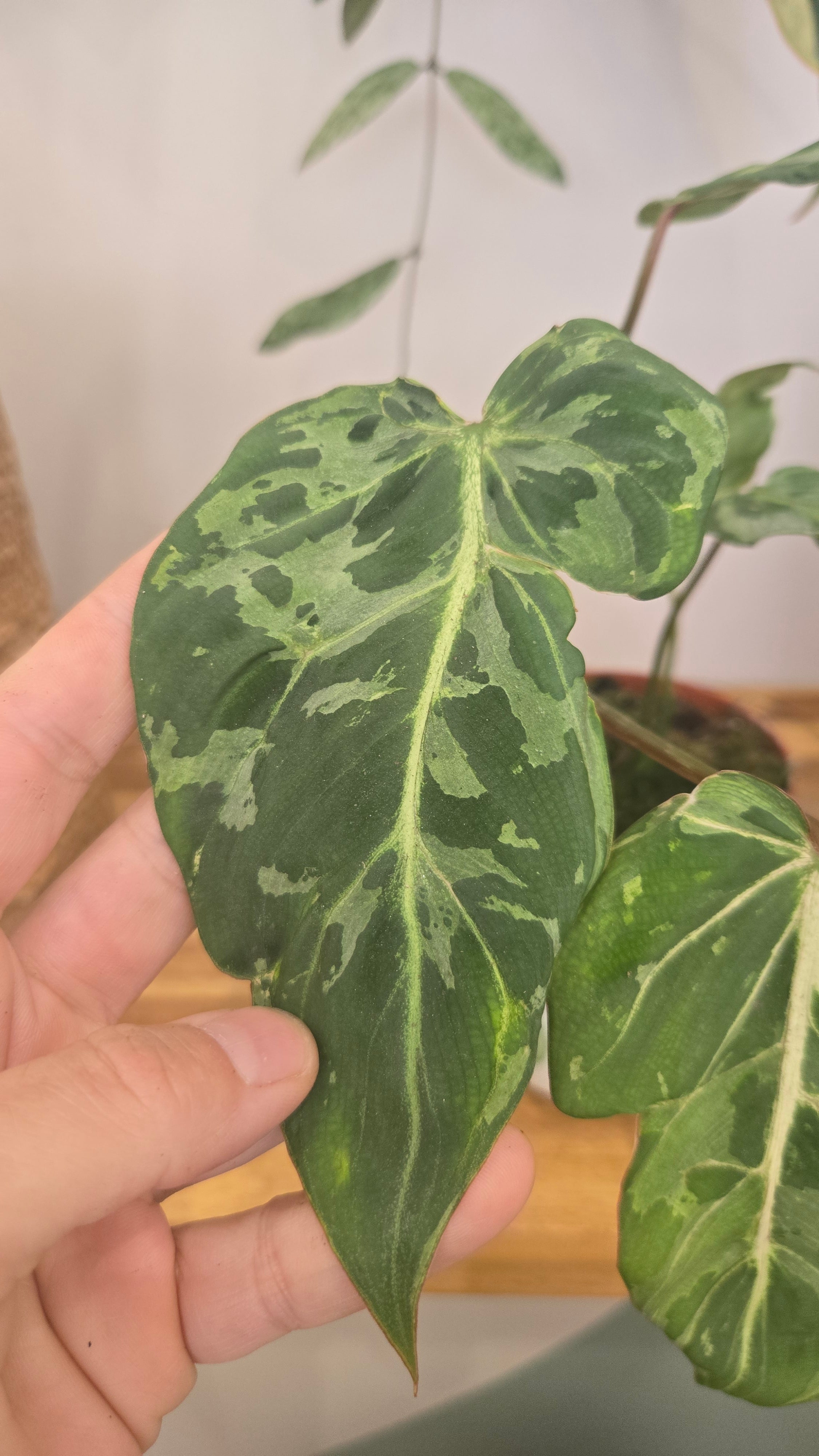 Philodendron gloriosum 'Snow Leopard