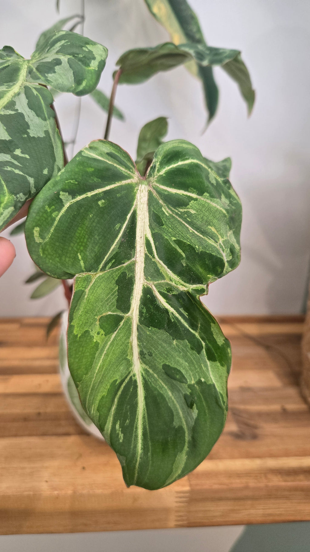 Philodendron gloriosum 'Snow Leopard