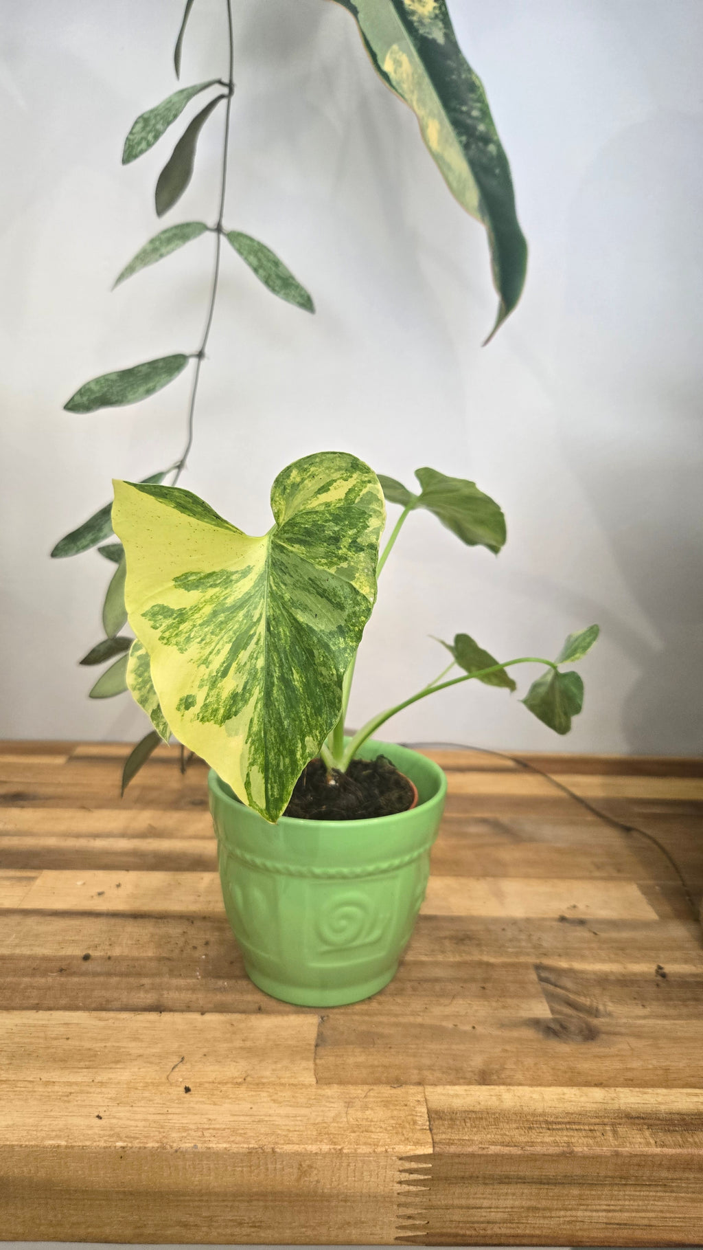PHILODENDRON BIPINNATIFIDUM VARIEGATA