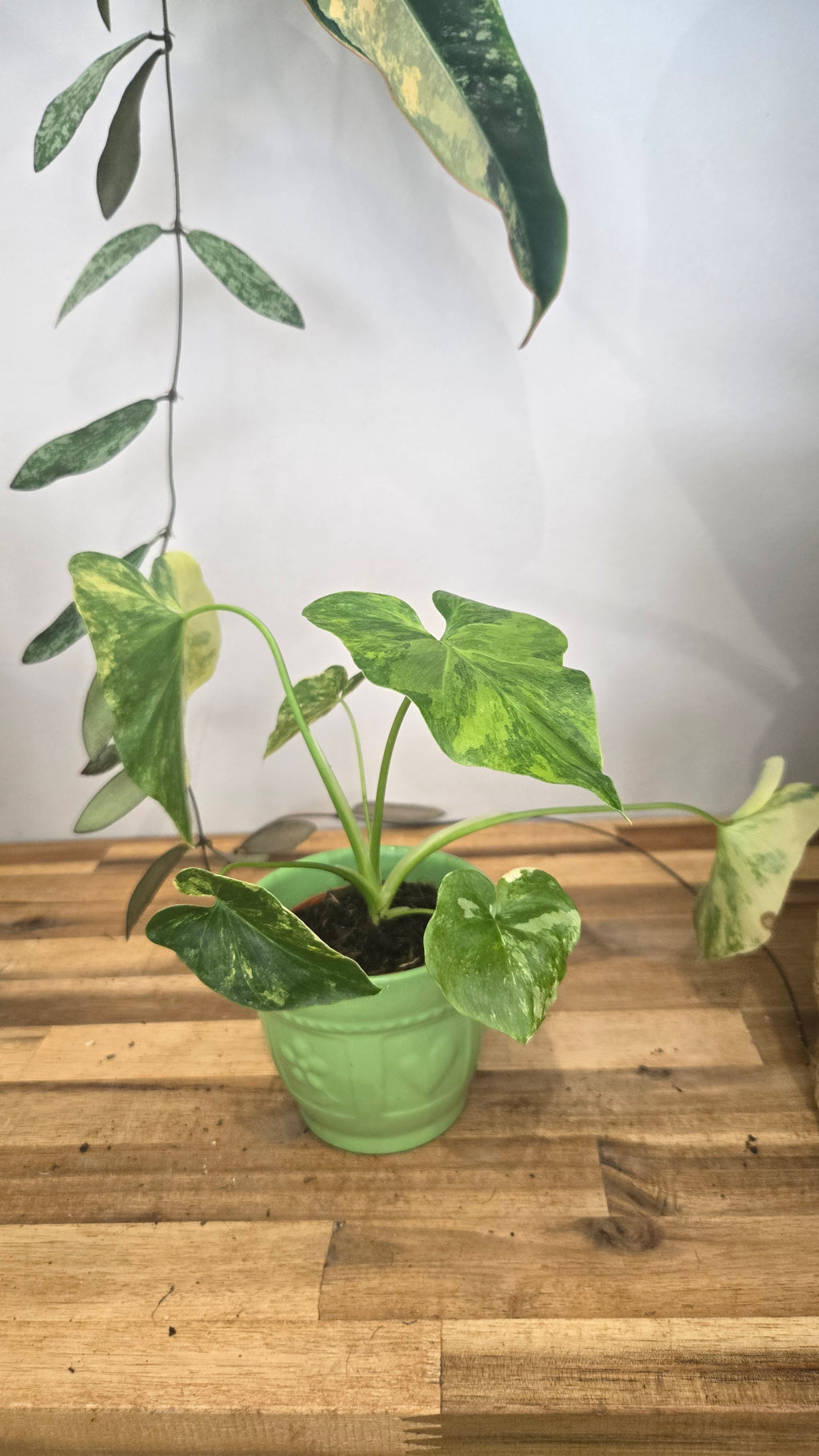 PHILODENDRON BIPINNATIFIDUM VARIEGATA