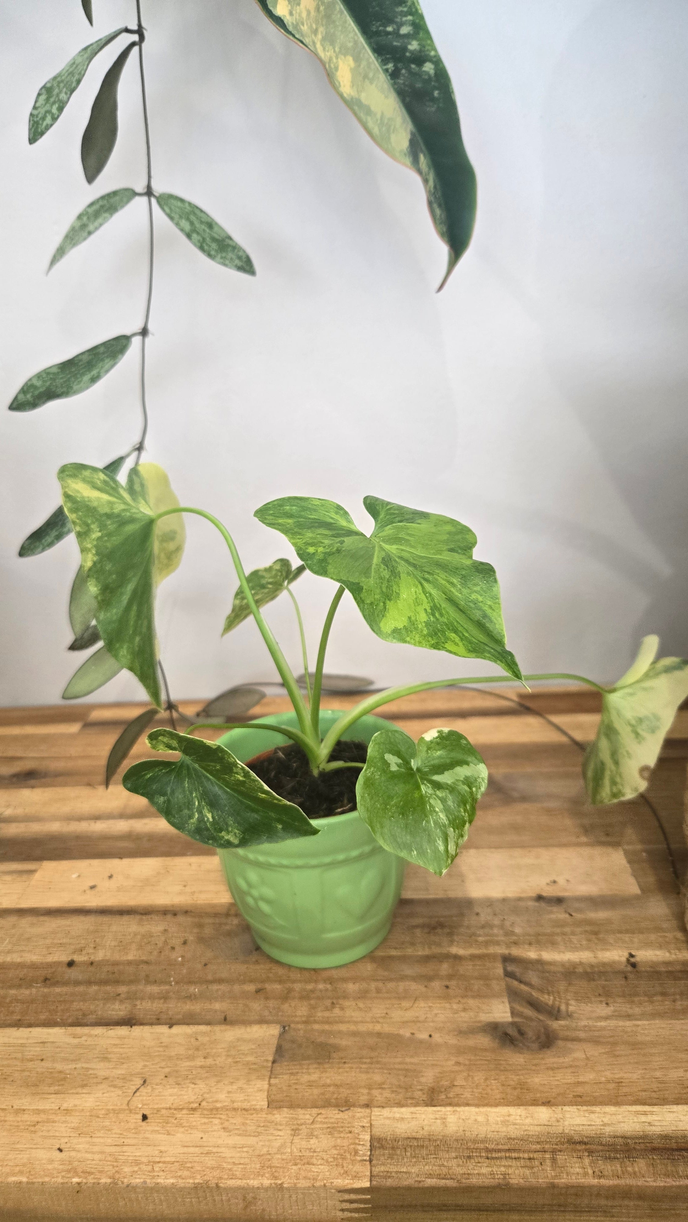 PHILODENDRON BIPINNATIFIDUM VARIEGATA