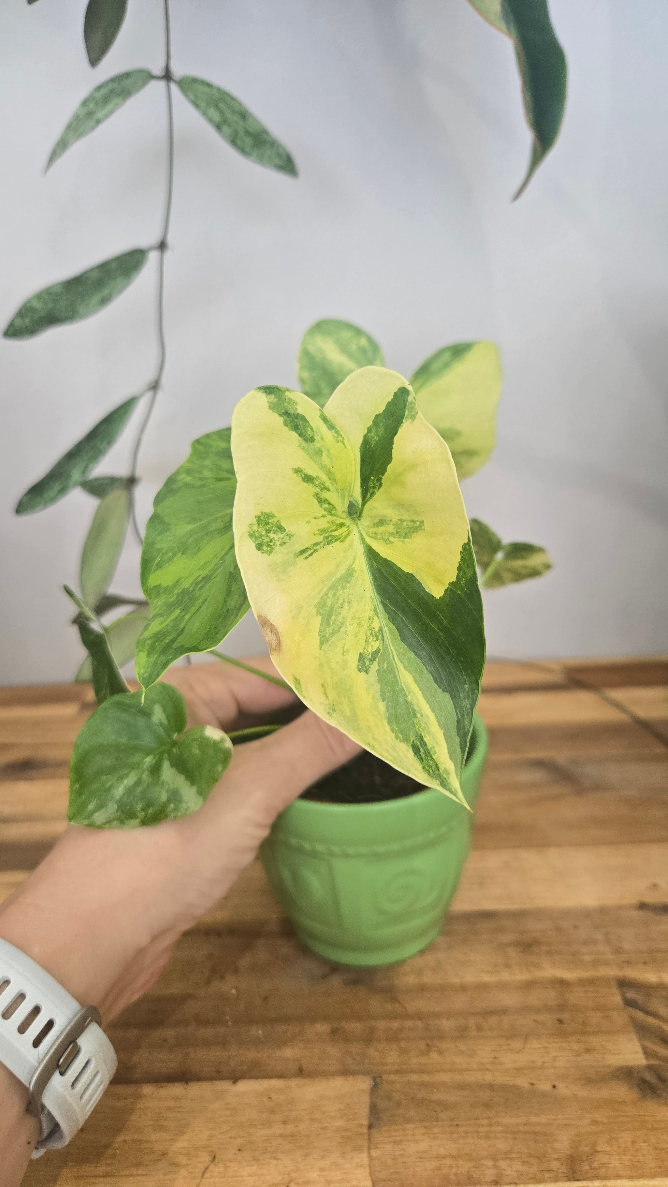 PHILODENDRON BIPINNATIFIDUM VARIEGATA