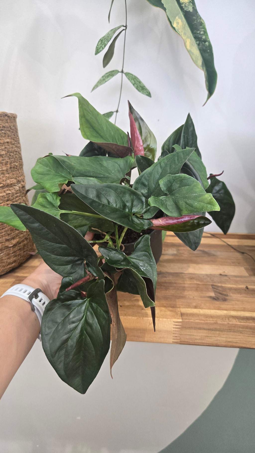 Syngonium erythrophyllum 'Red Arrow
