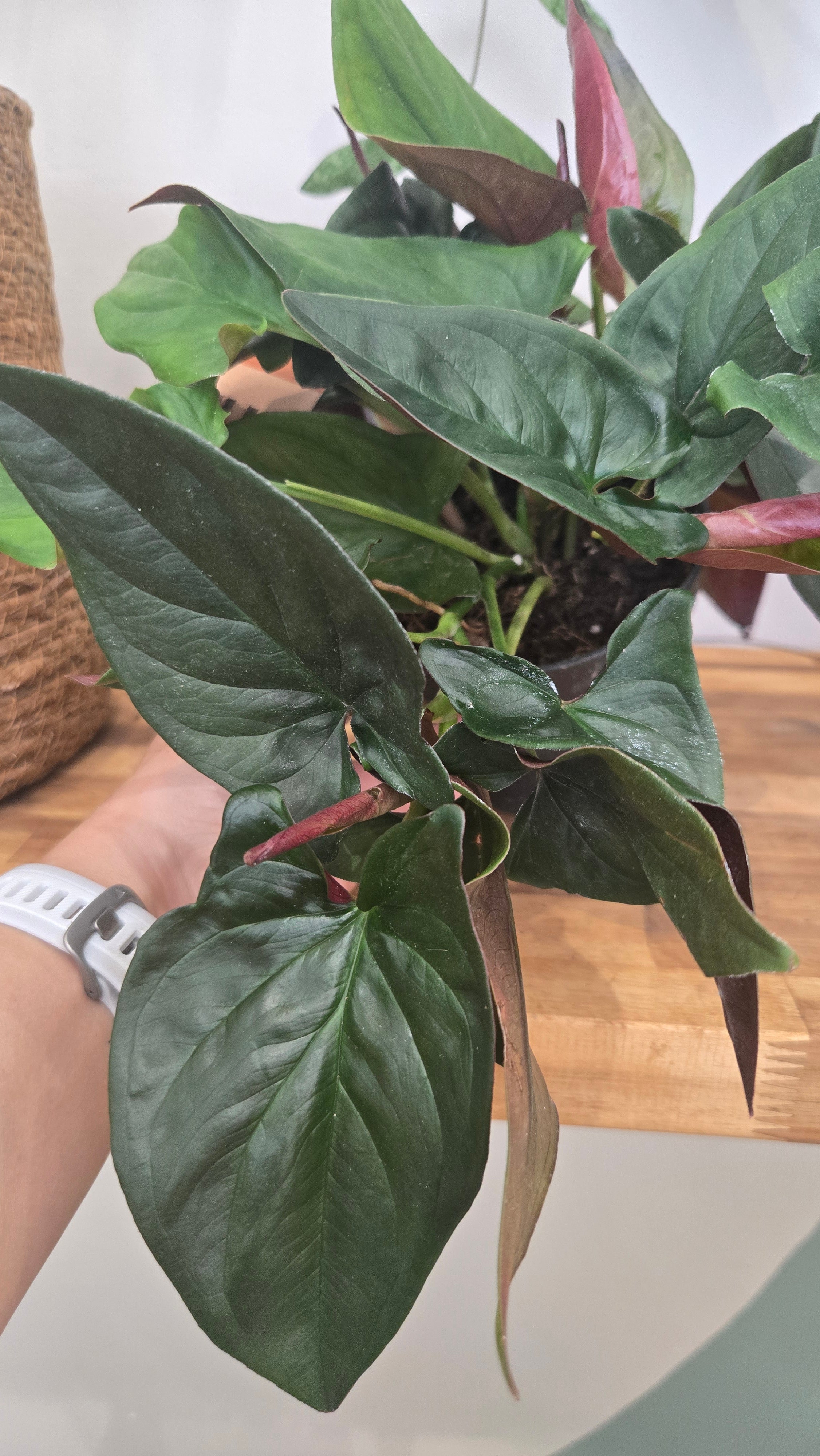 Syngonium erythrophyllum 'Red Arrow