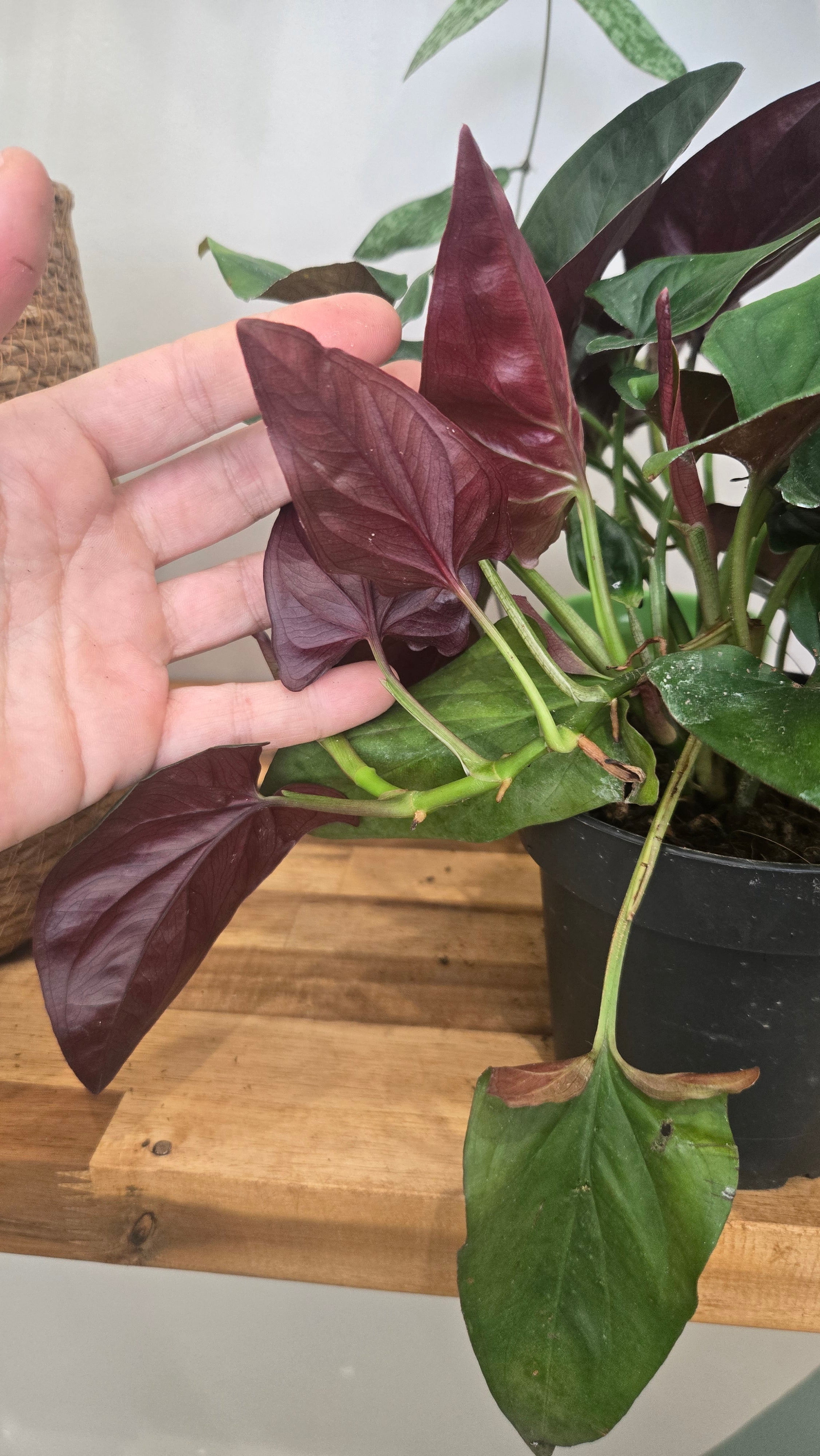 Syngonium erythrophyllum 'Red Arrow
