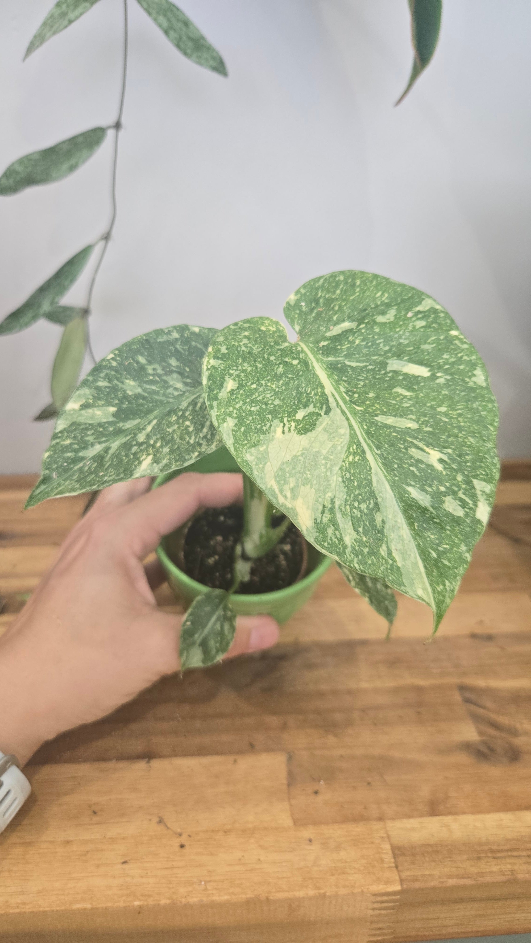 Monstera thai constellation mini