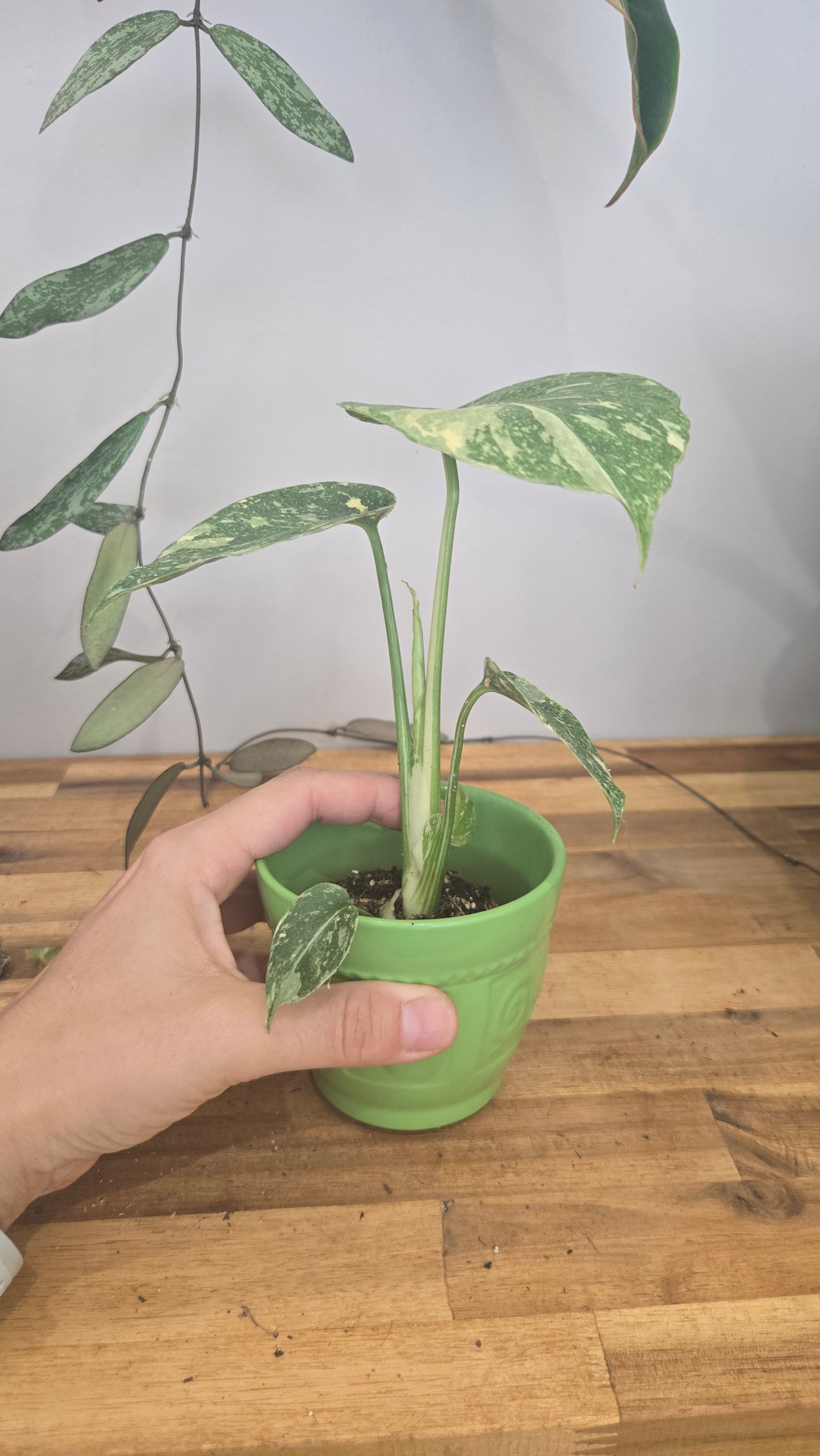 Monstera thai constellation mini