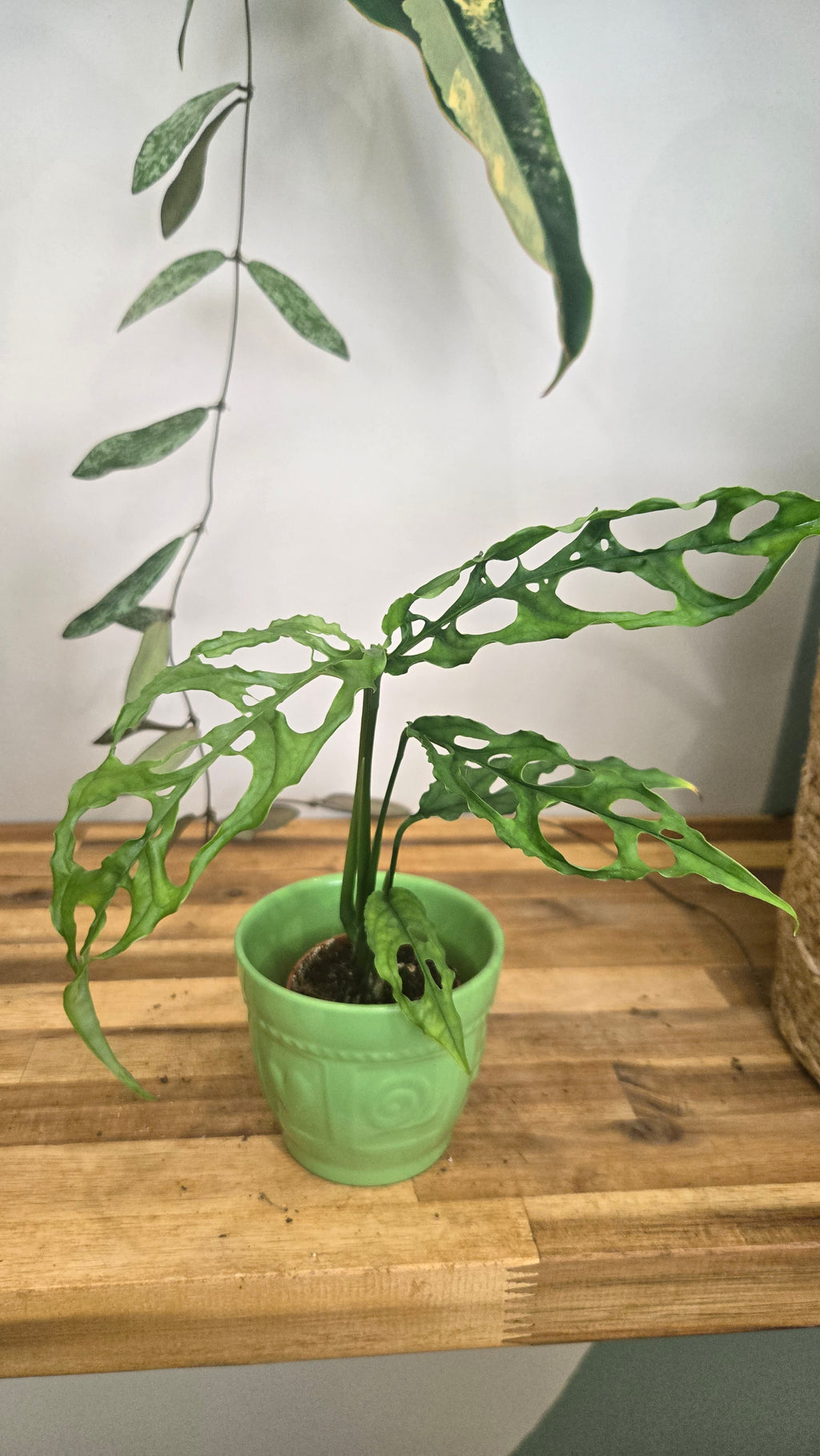 Monstera Obliqua peru