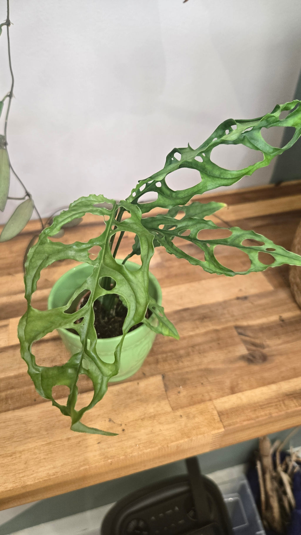 Monstera Obliqua peru