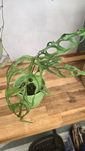 Monstera Obliqua peru