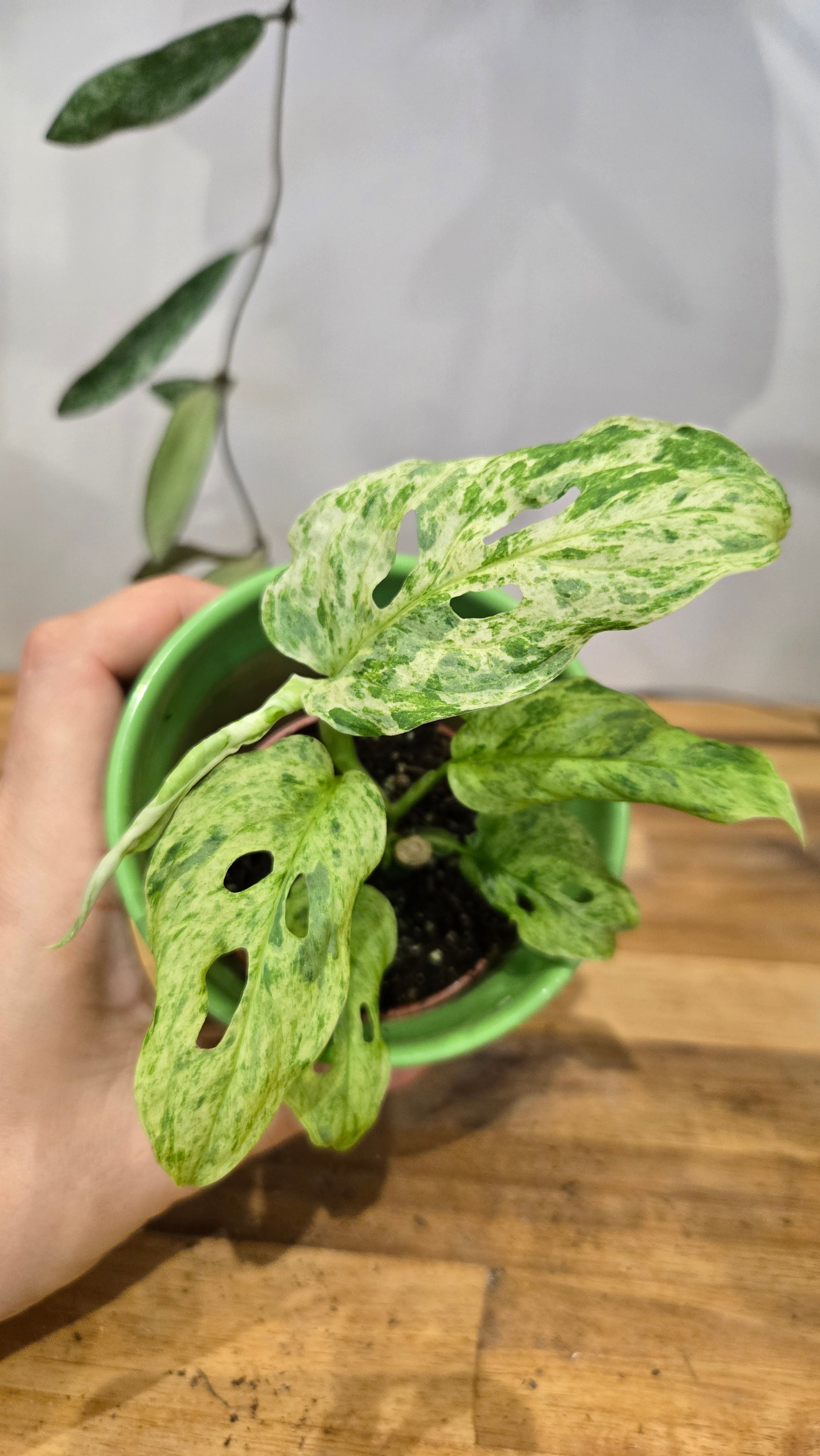 MONSTERA FROZEN FRECKLES