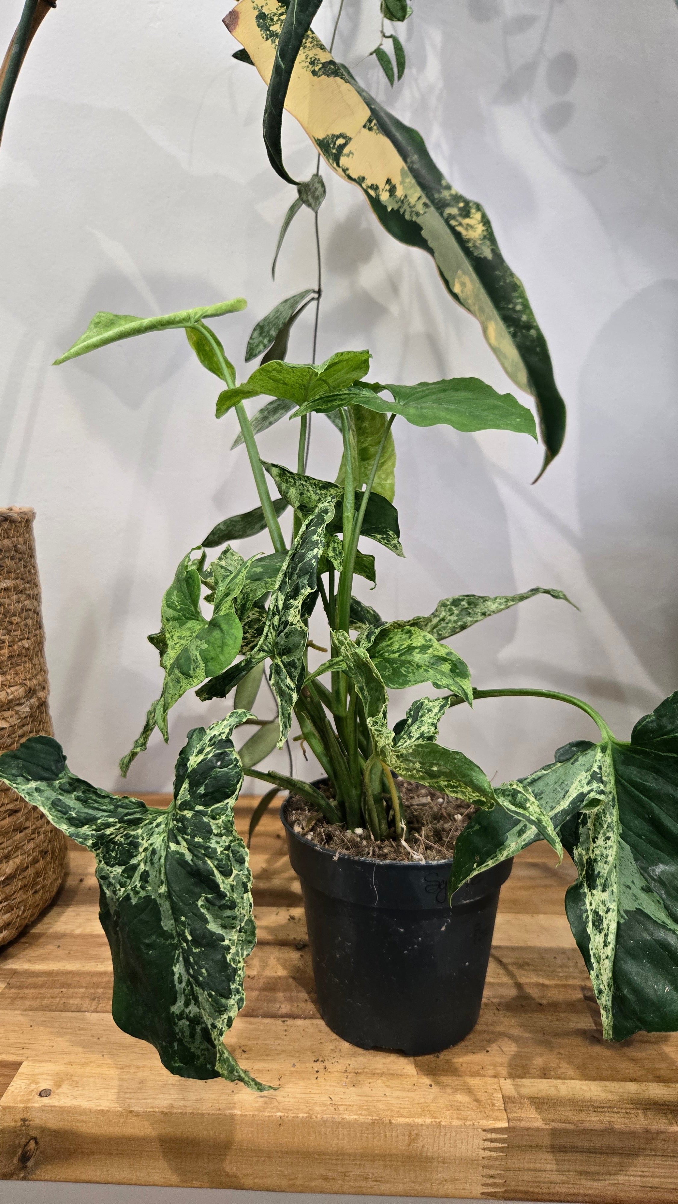 SYNGONIUM MOJITO