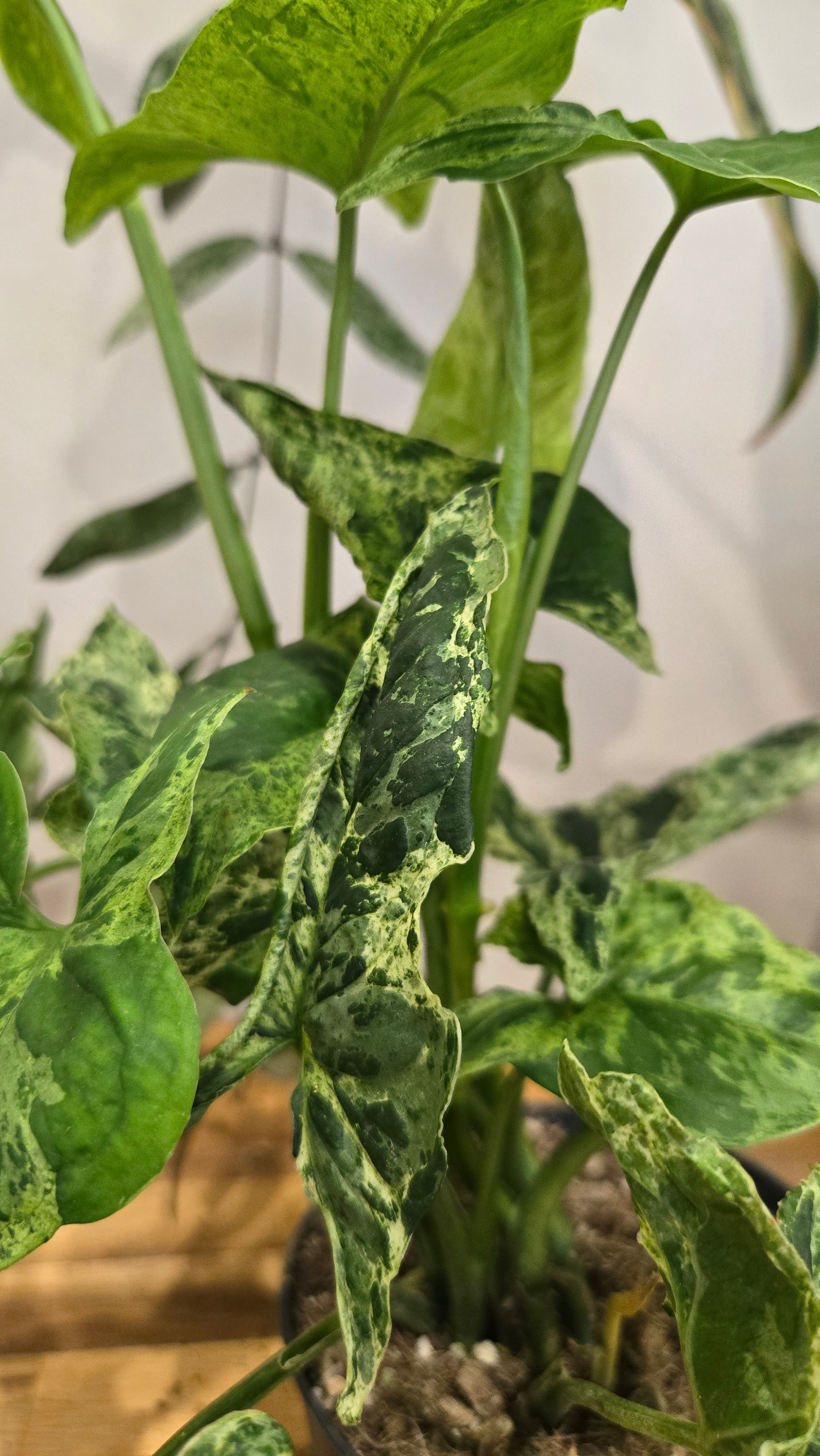 SYNGONIUM MOJITO