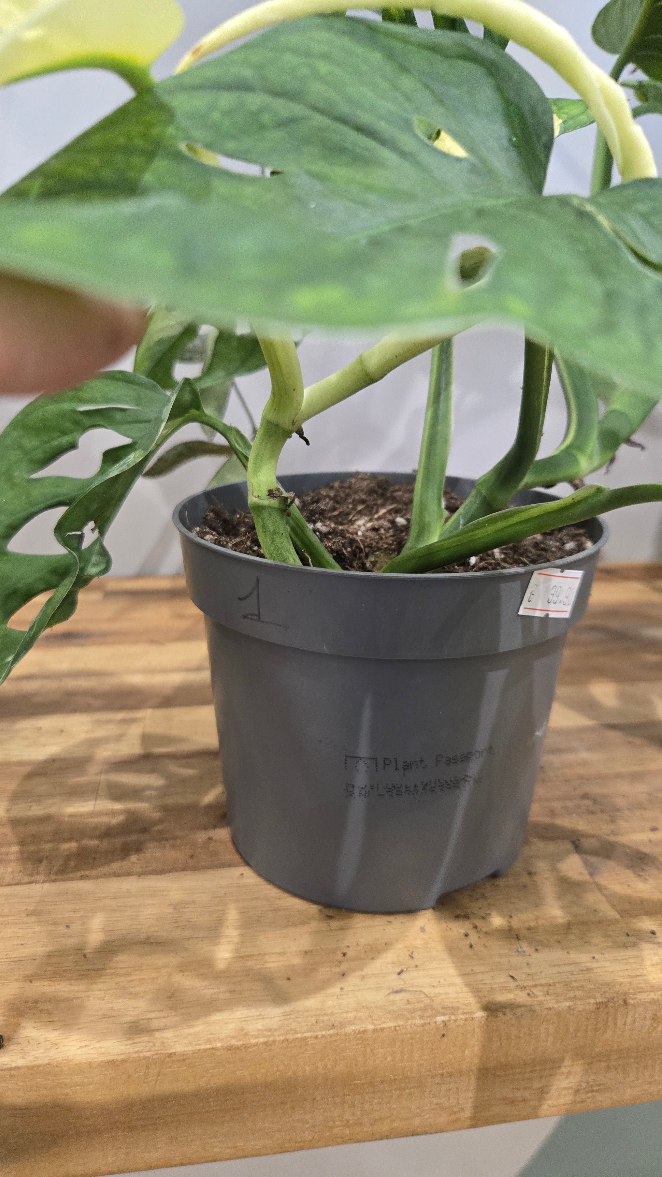 MONSTERA ADANSONII JAPANESE TRICOLOR