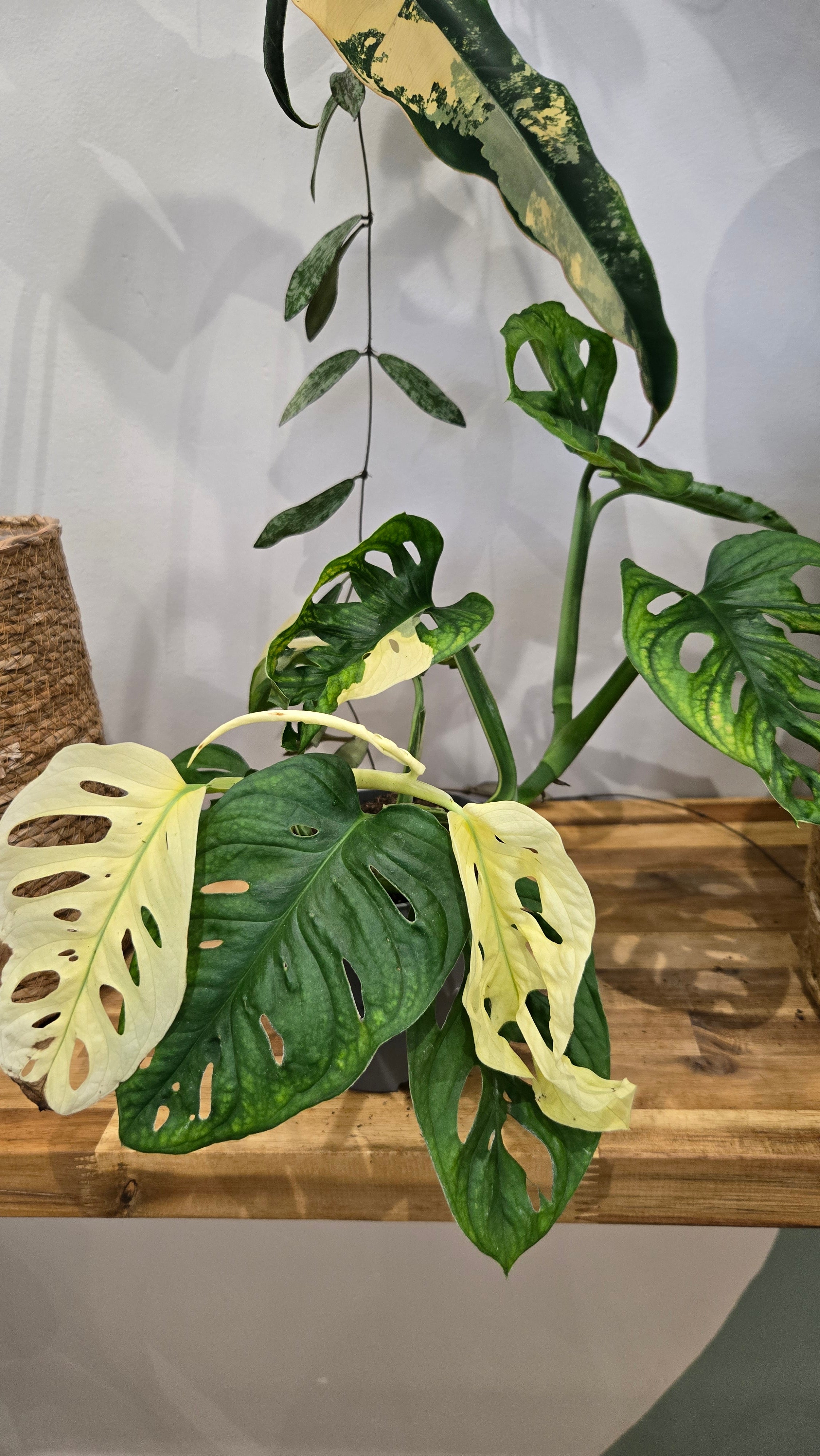 MONSTERA ADANSONII JAPANESE TRICOLOR