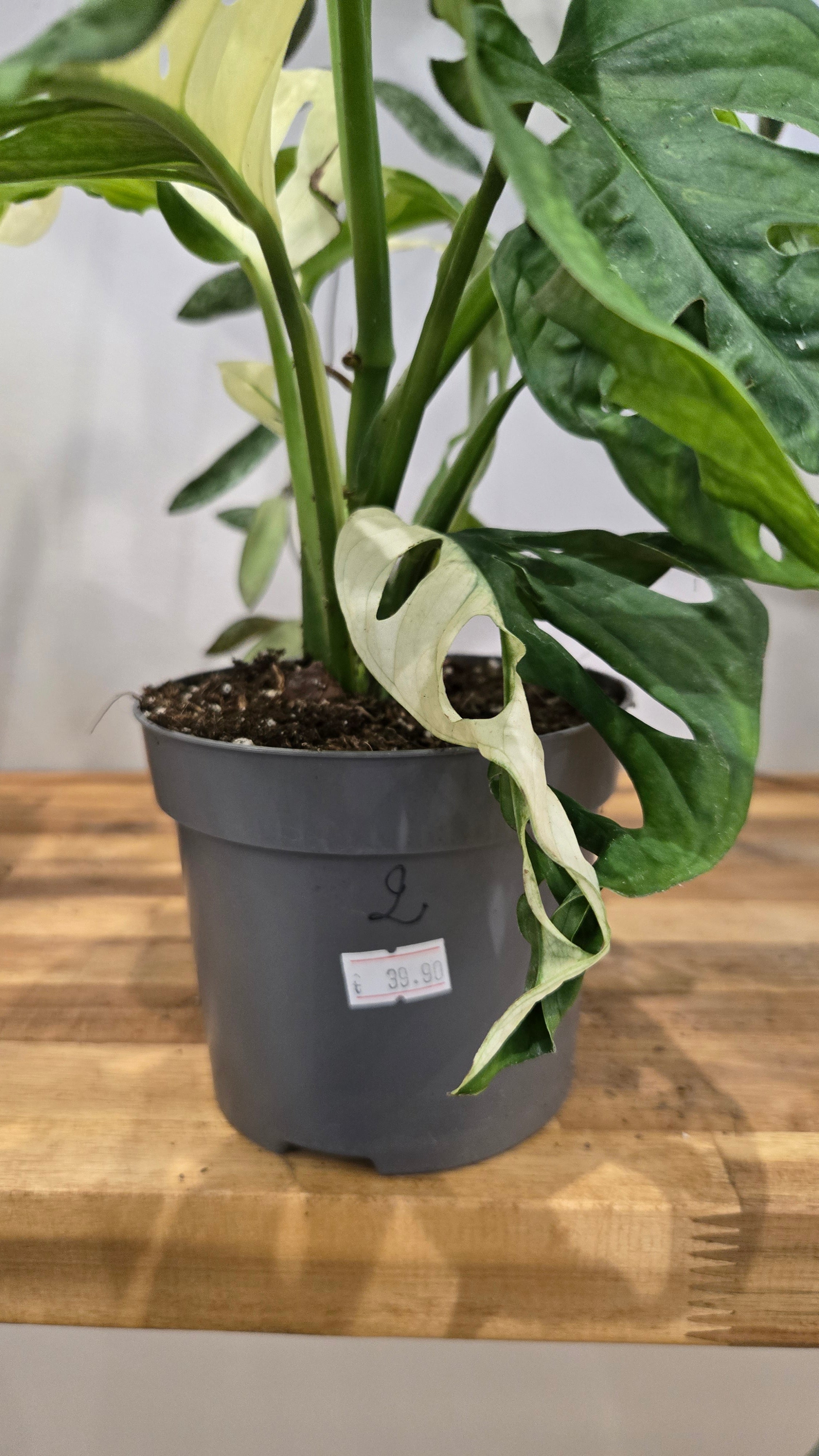 MONSTERA ADANSONII JAPANESE TRICOLOR