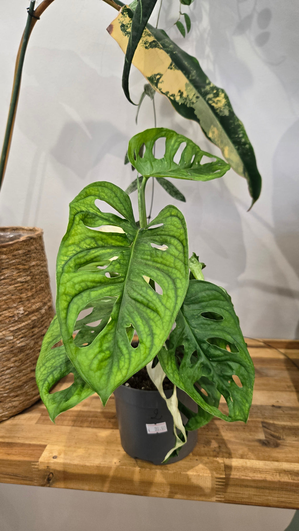 MONSTERA ADANSONII JAPANESE TRICOLOR