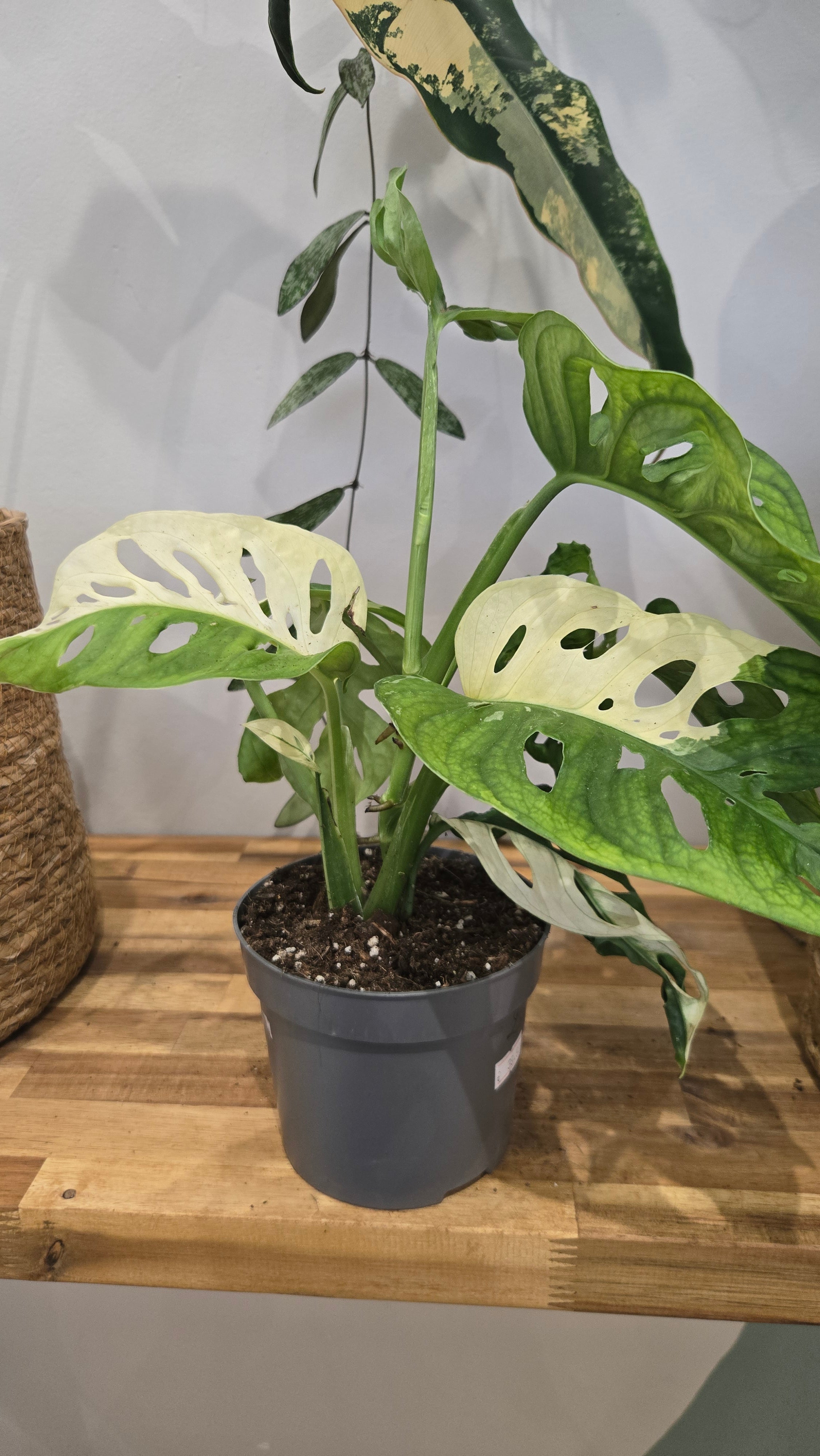 MONSTERA ADANSONII JAPANESE TRICOLOR