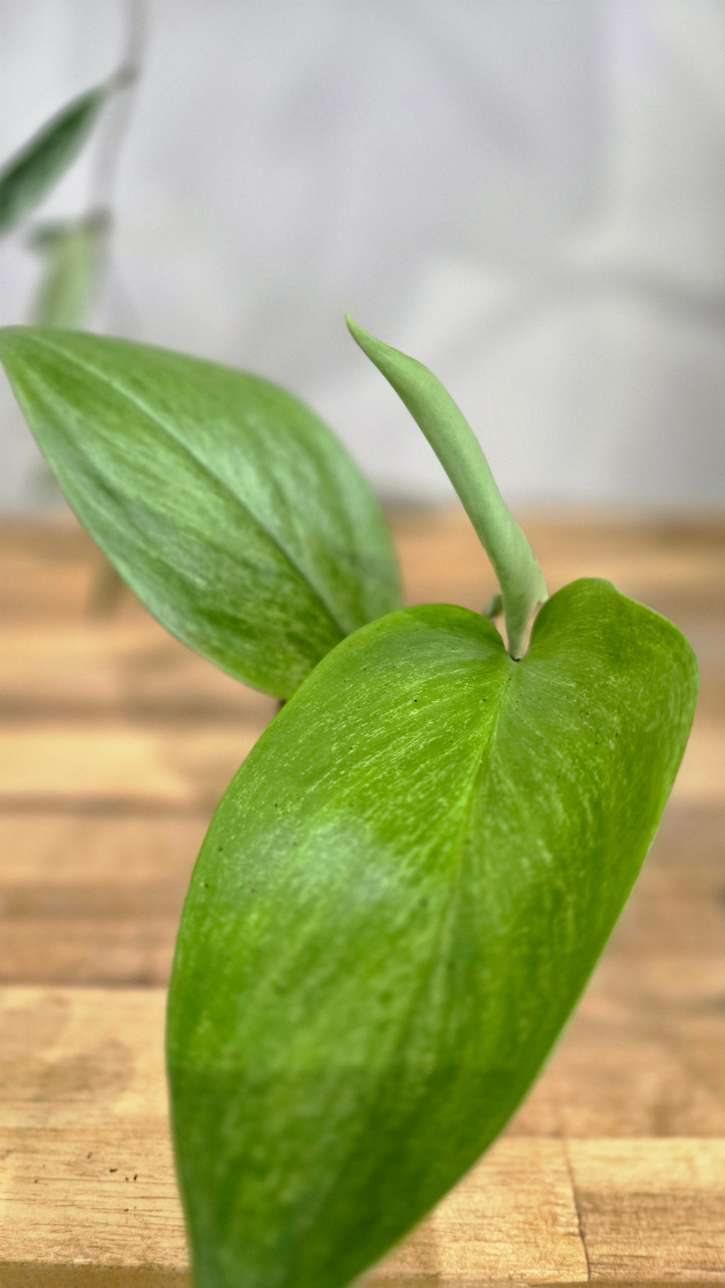 SCINDAPSUS TREUBI MINT