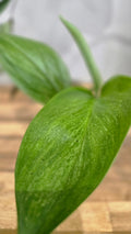 SCINDAPSUS TREUBI MINT