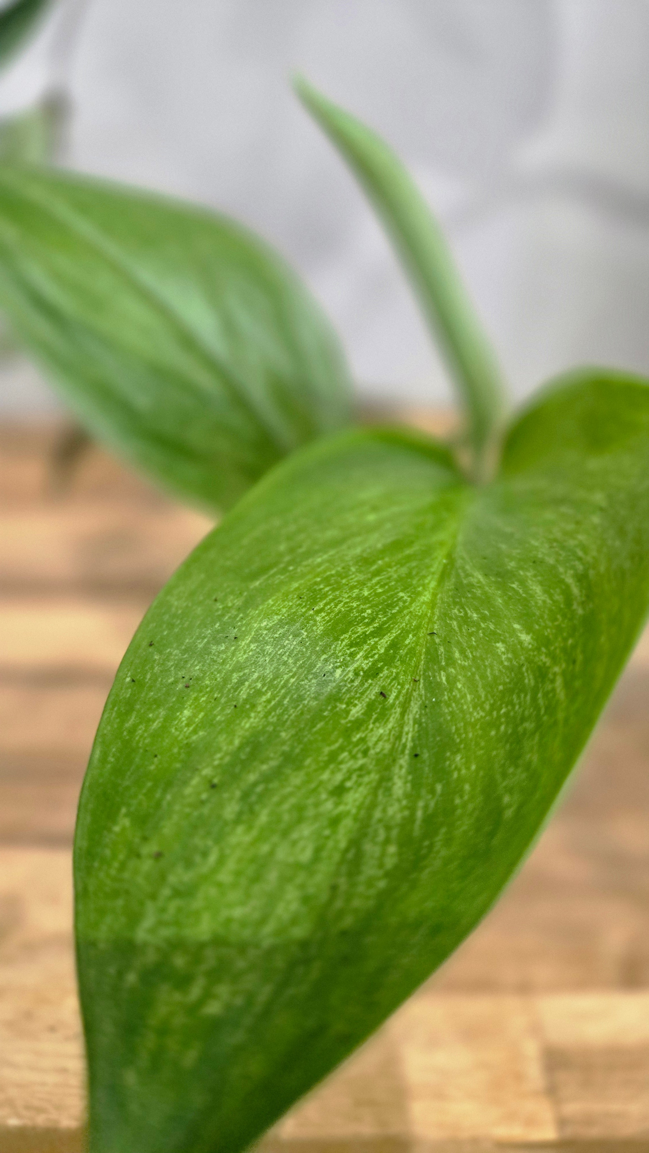 SCINDAPSUS TREUBI MINT