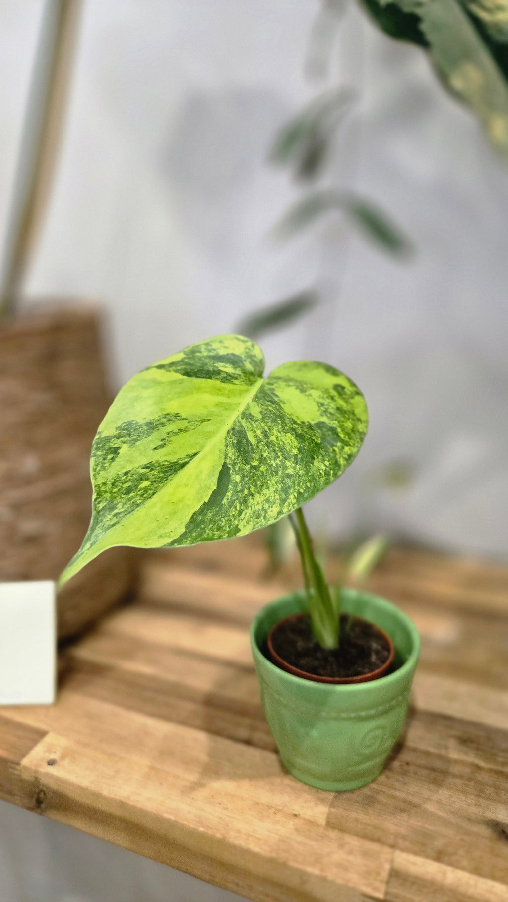 MONSTERA DELICIOSA AUREA VARIEGATA
