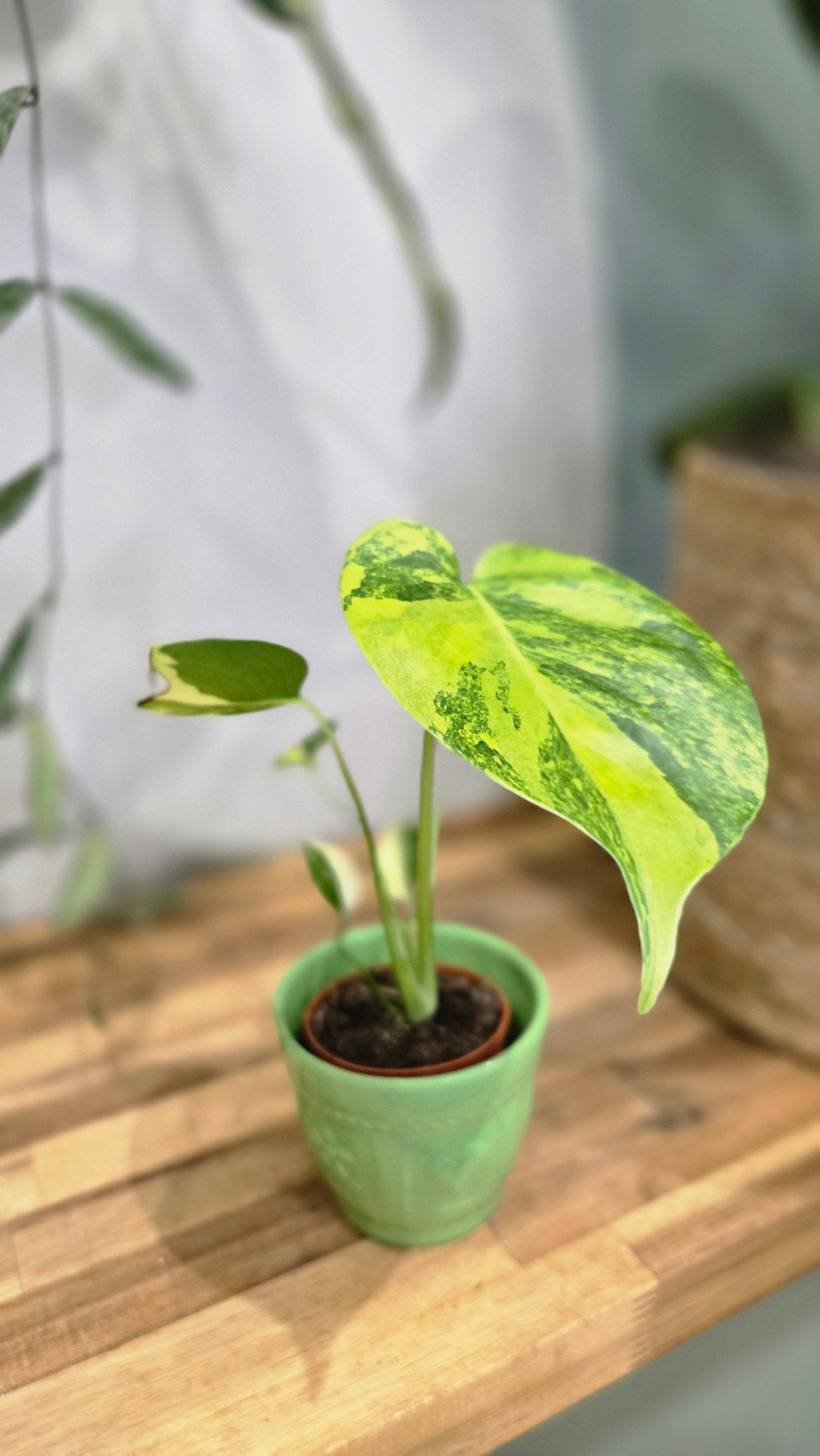 MONSTERA DELICIOSA AUREA VARIEGATA