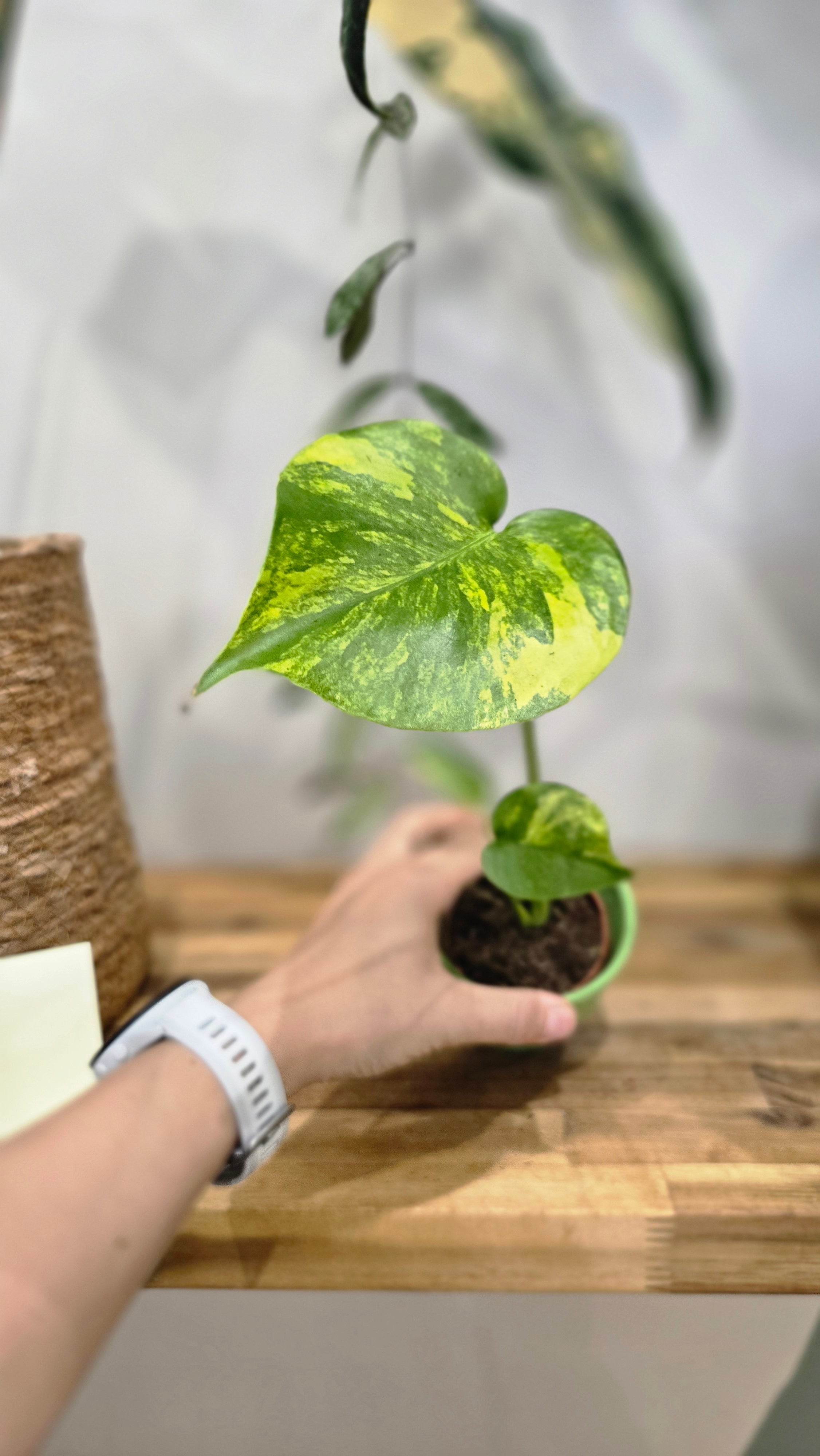 MONSTERA DELICIOSA AUREA VARIEGATA