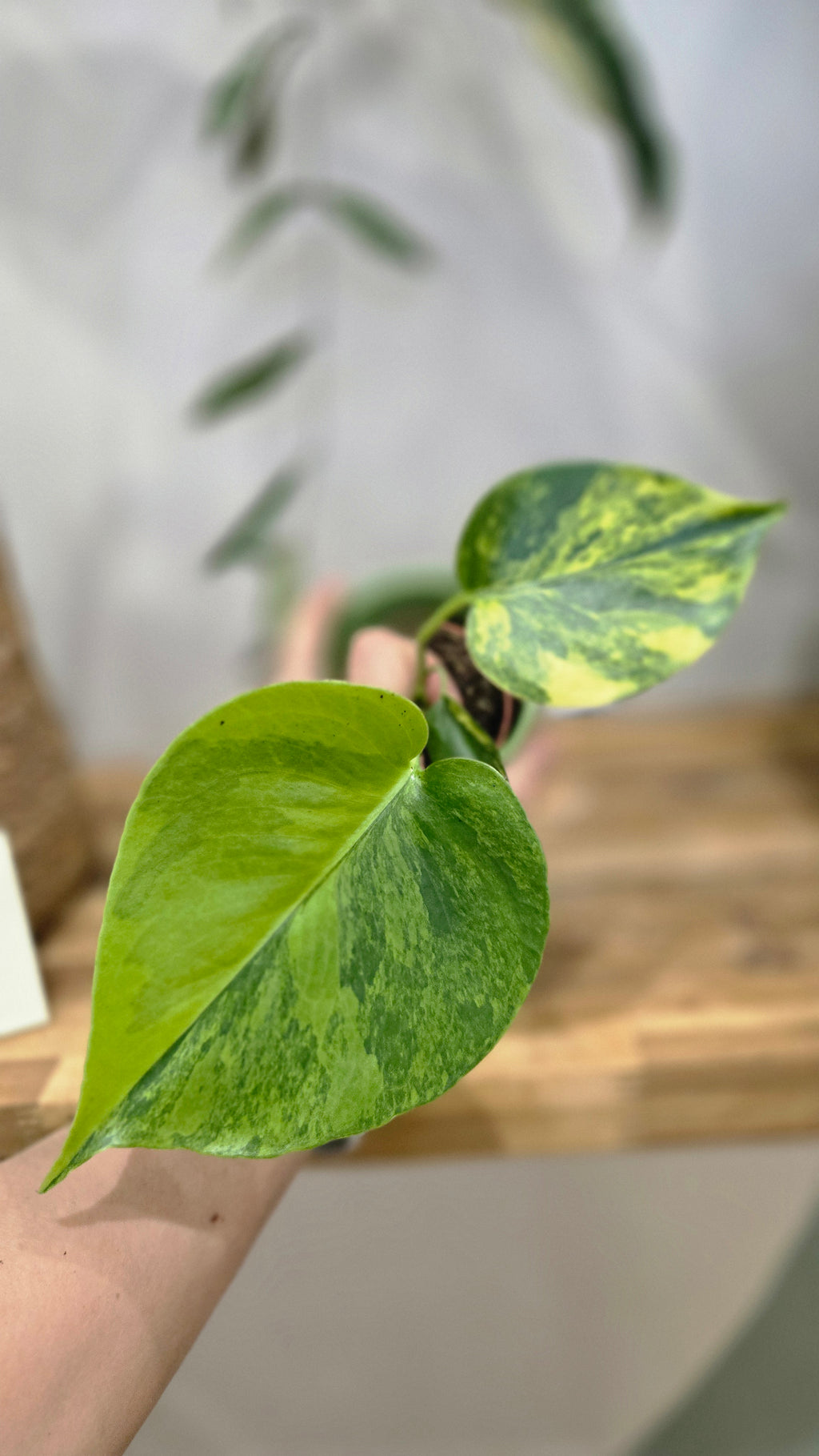 MONSTERA DELICIOSA AUREA VARIEGATA
