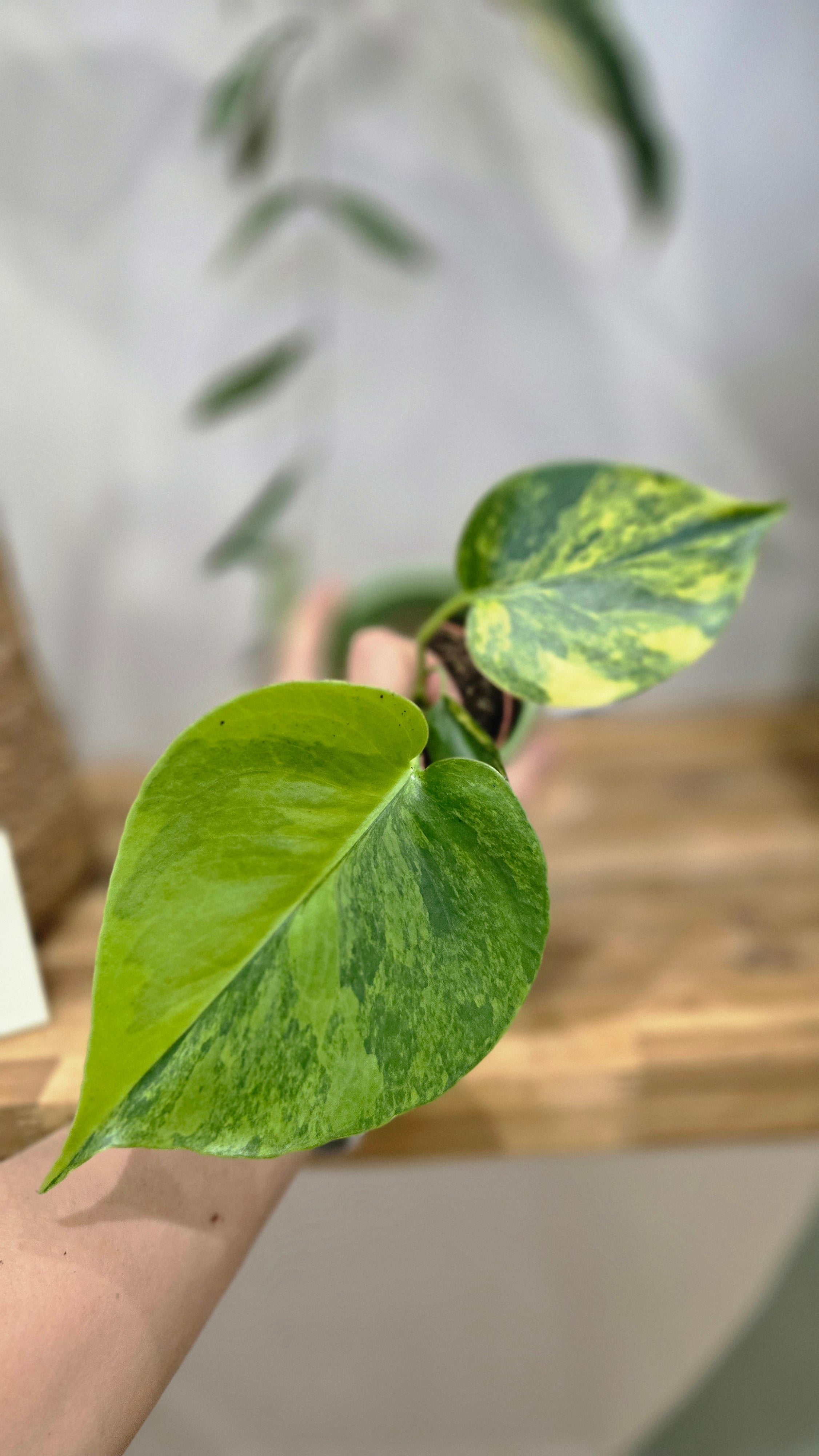 MONSTERA DELICIOSA AUREA VARIEGATA
