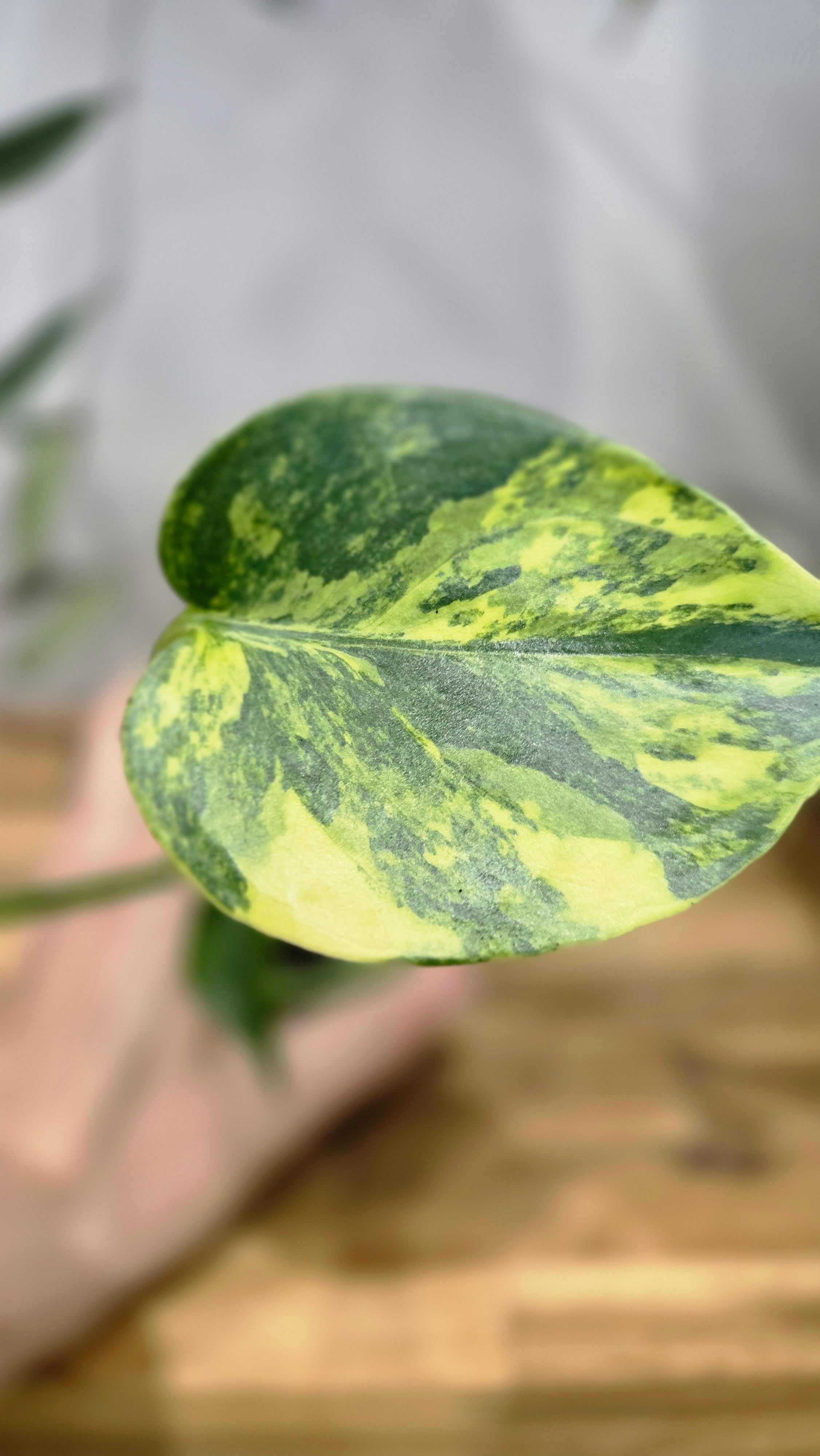 MONSTERA DELICIOSA AUREA VARIEGATA