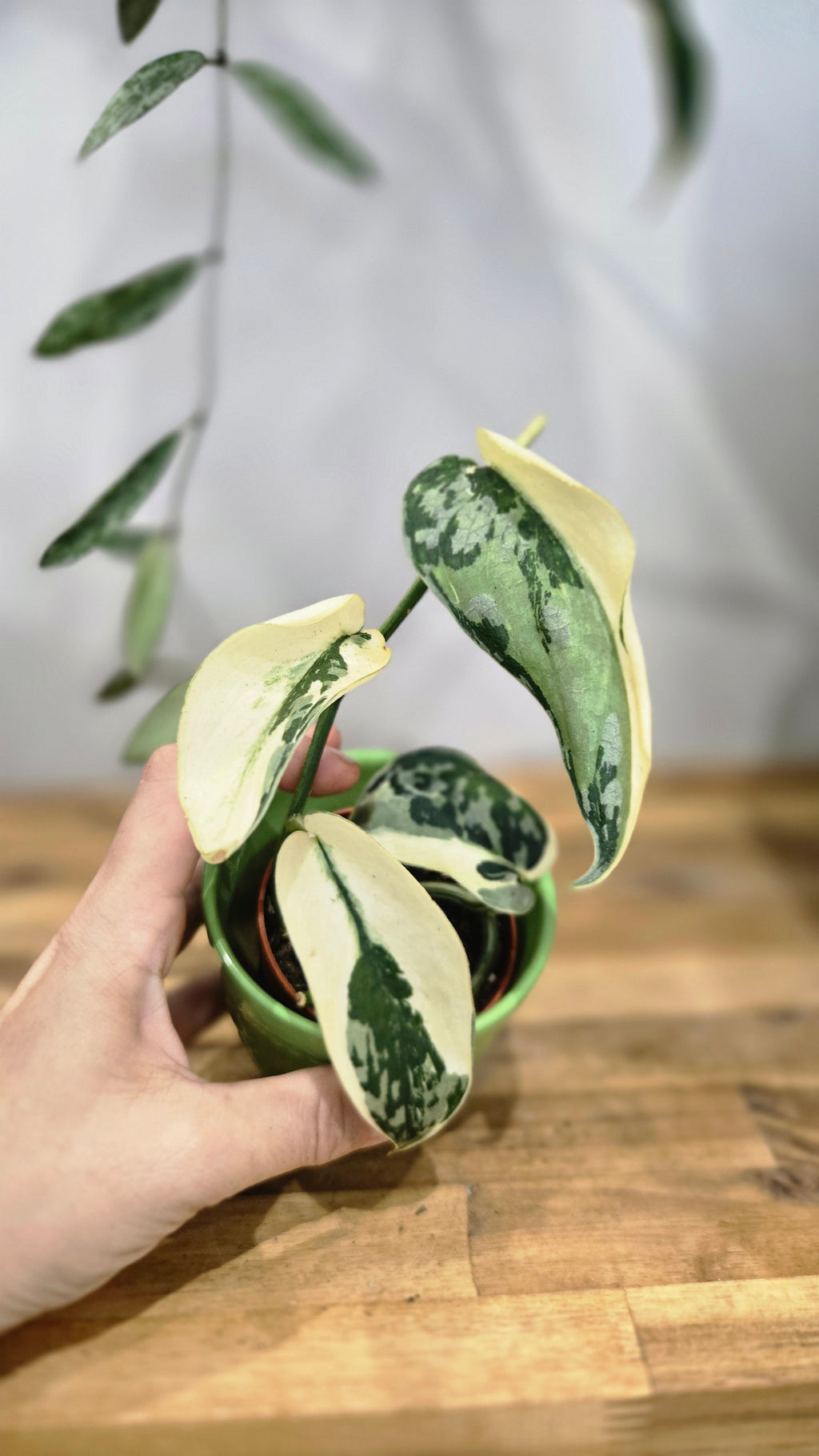 SCINDAPSUS MAYARI VARIEGATA