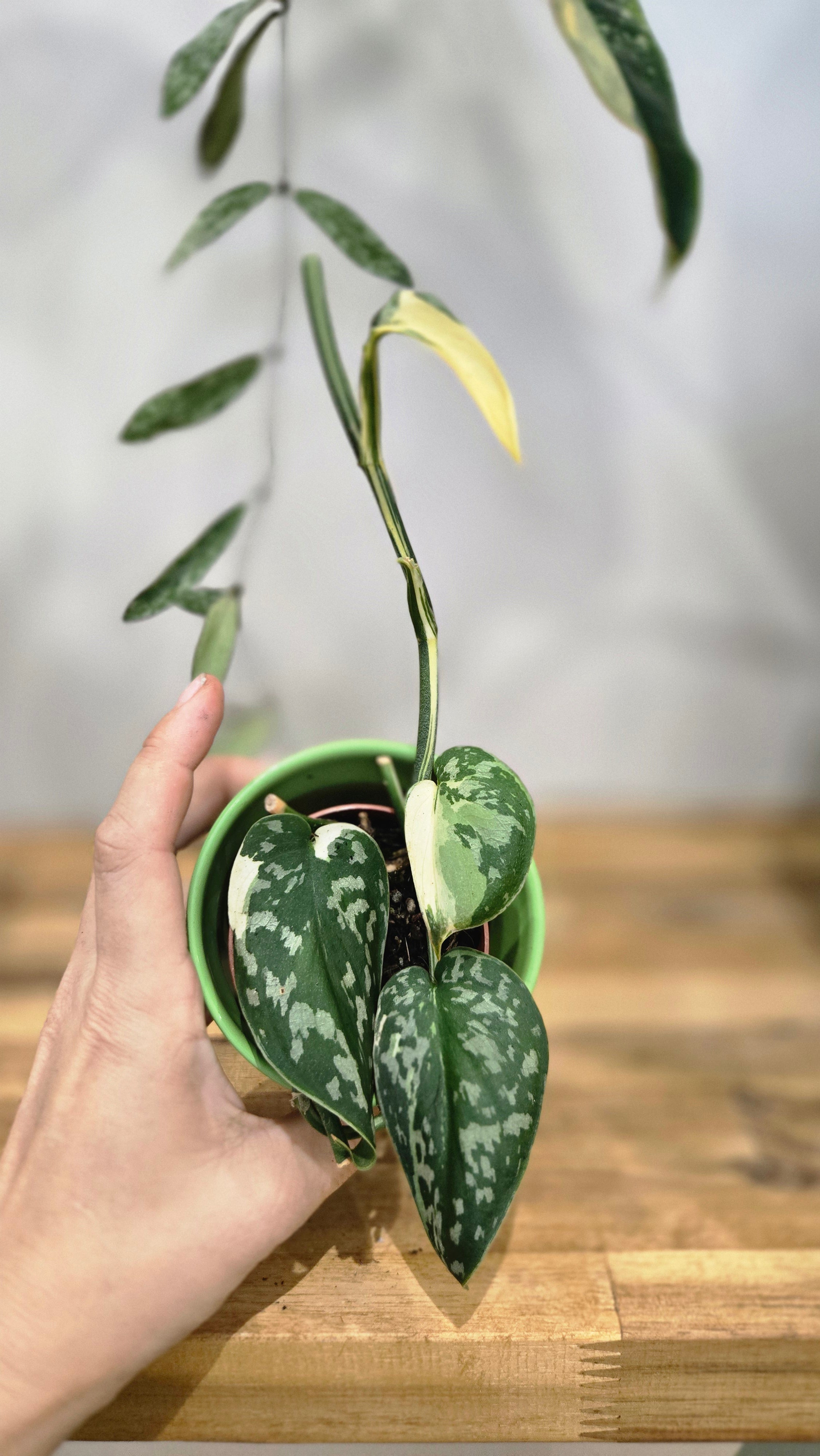SCINDAPSUS MAYARI VARIEGATA