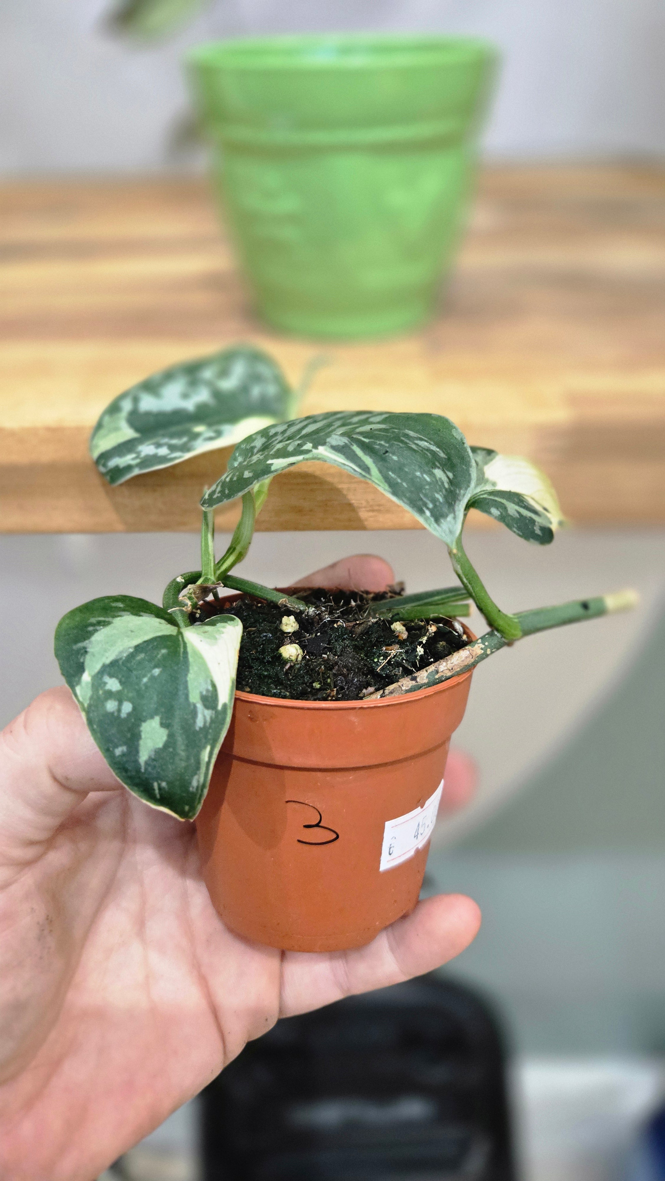 SCINDAPSUS MAYARI VARIEGATA