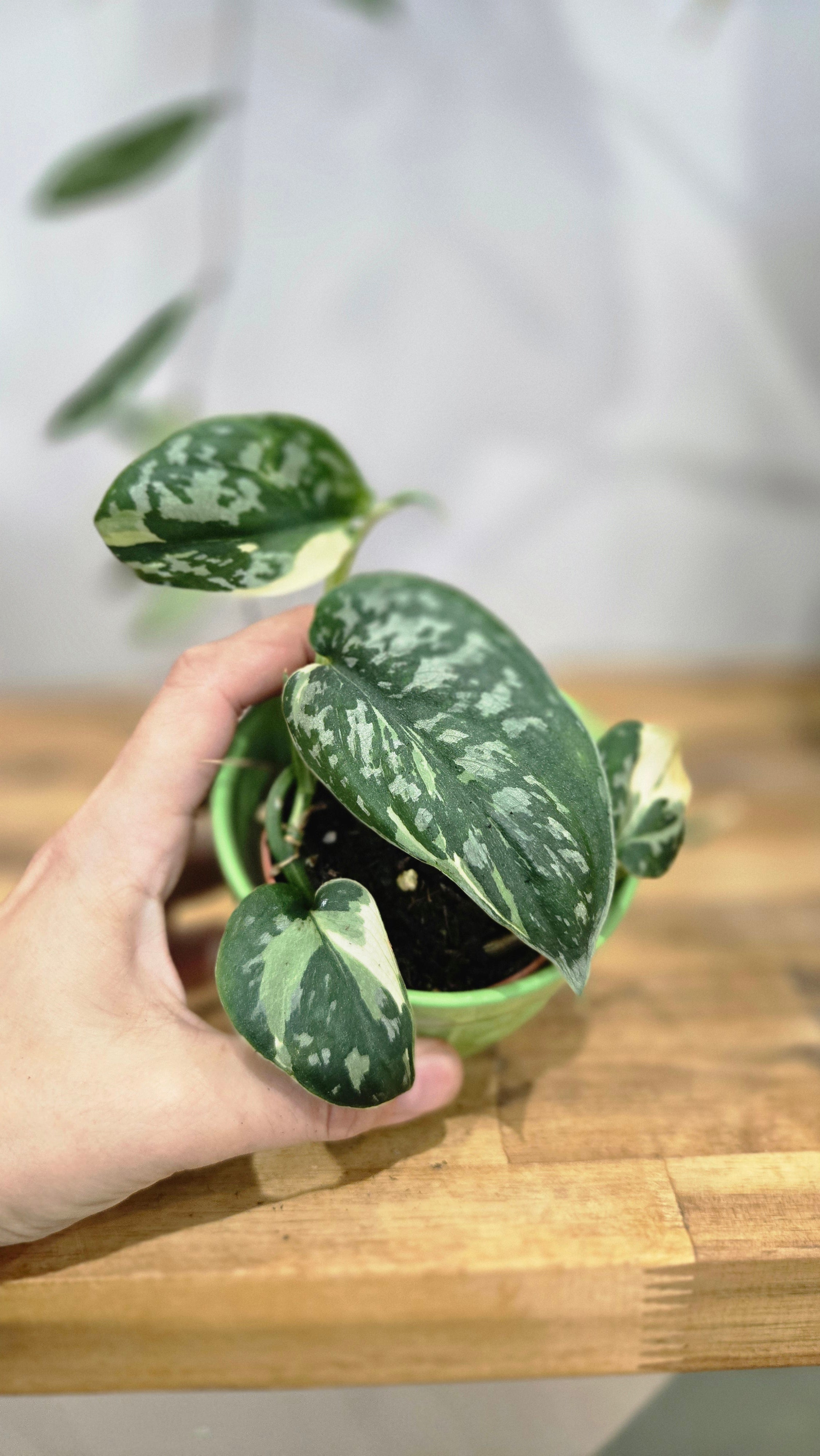 SCINDAPSUS MAYARI VARIEGATA