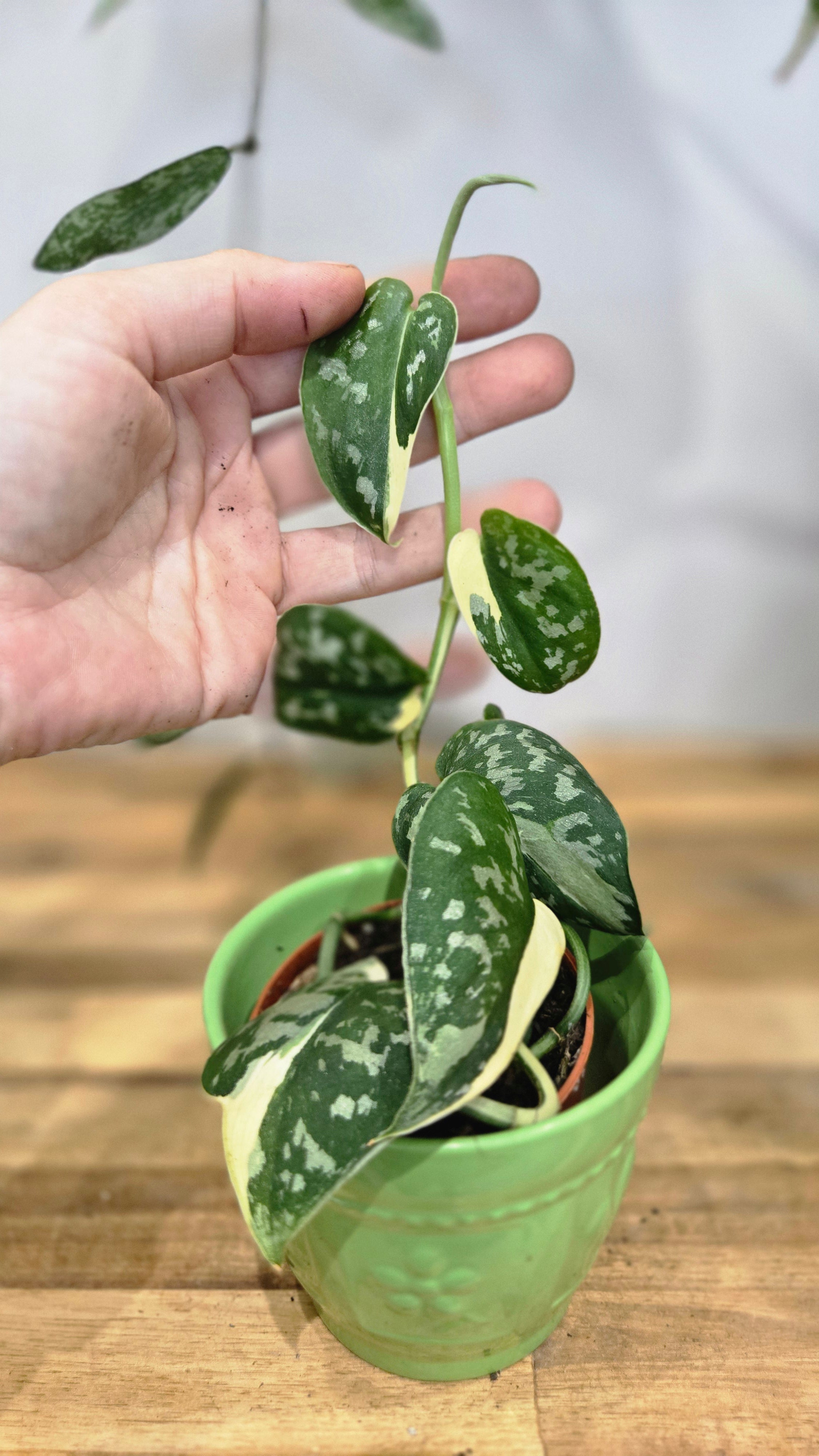 SCINDAPSUS MAYARI VARIEGATA