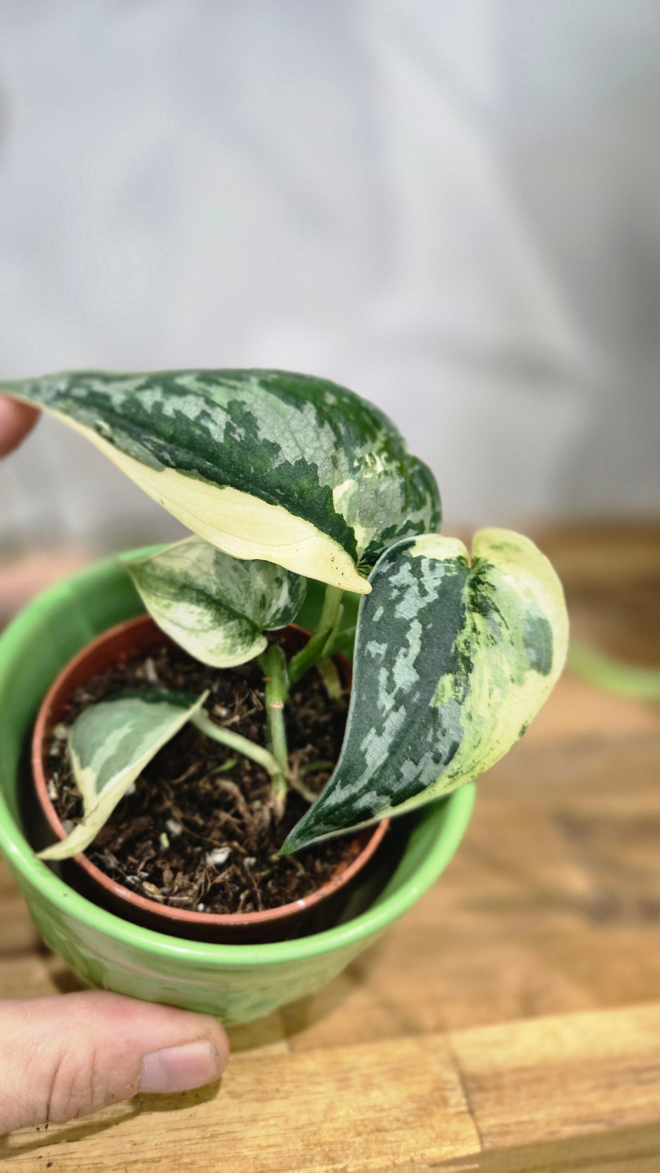 SCINDAPSUS MAYARI VARIEGATA