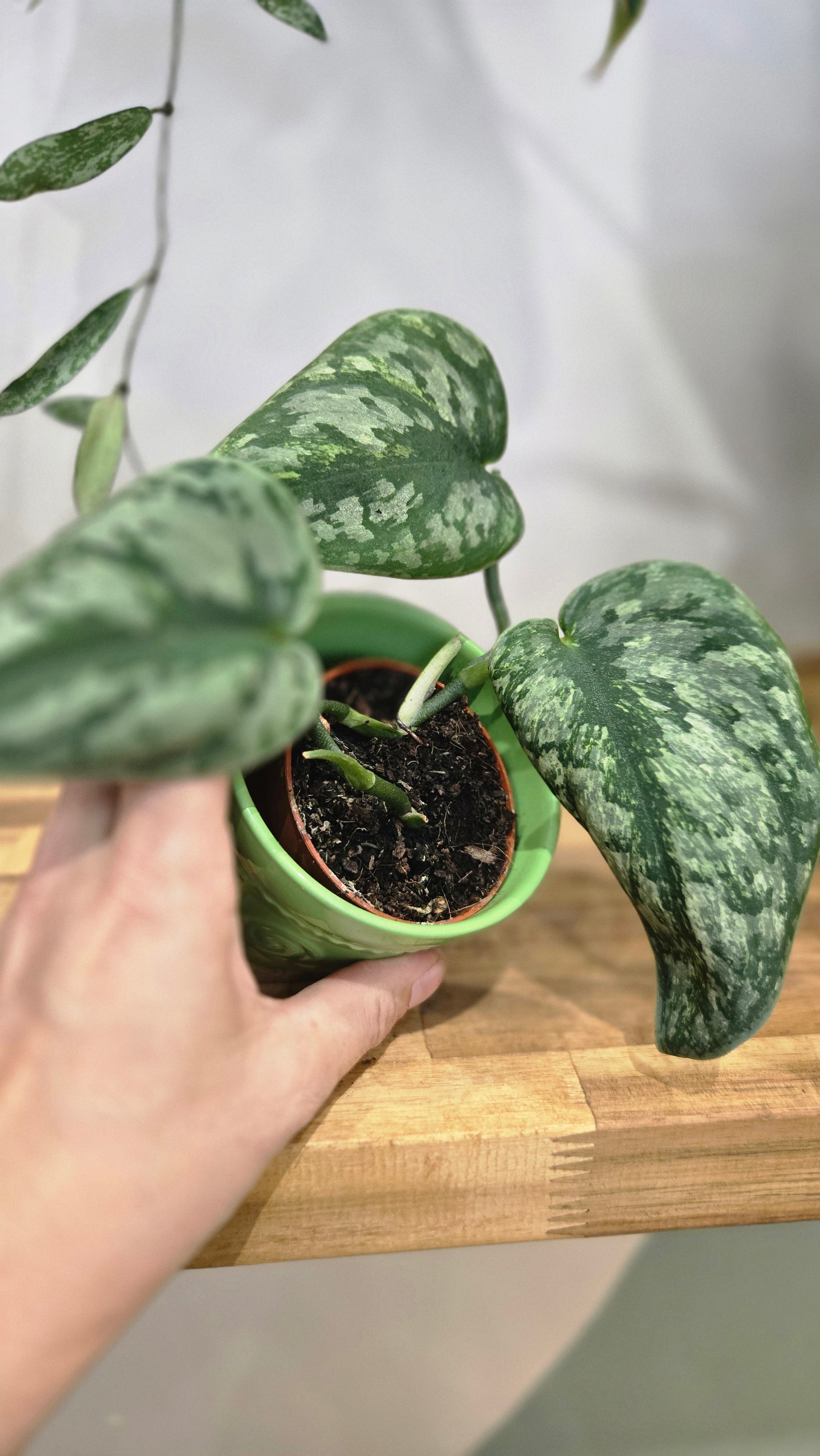 SCINDAPSUS HOLOGRAM