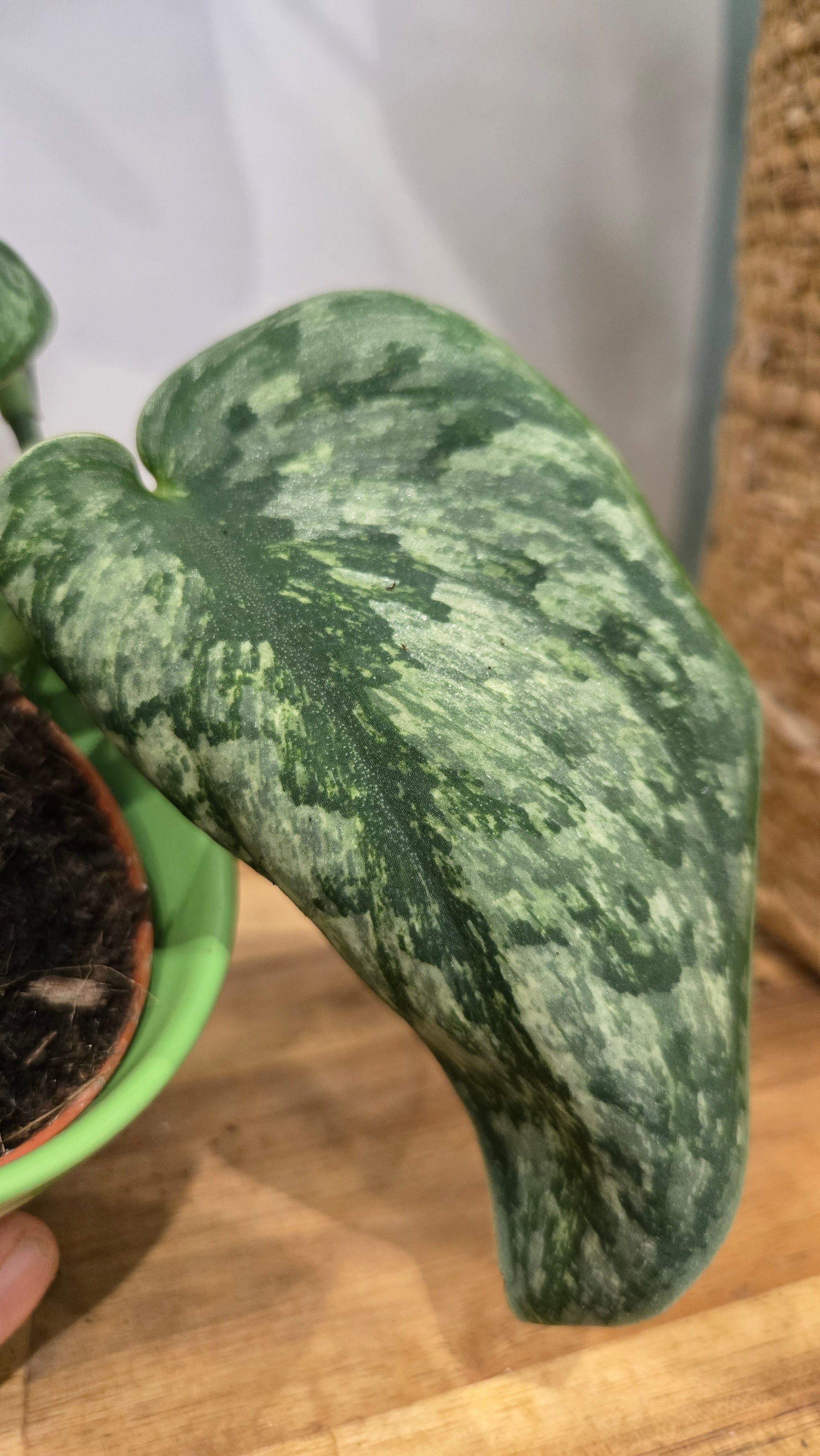 SCINDAPSUS HOLOGRAM