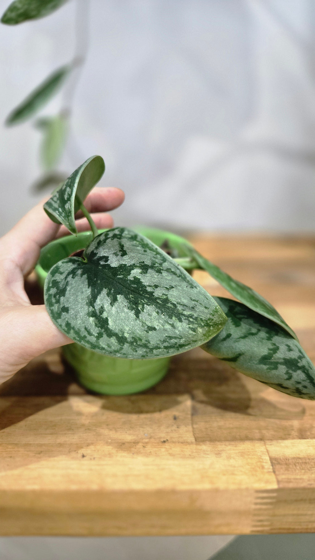 SCINDAPSUS HOLOGRAM