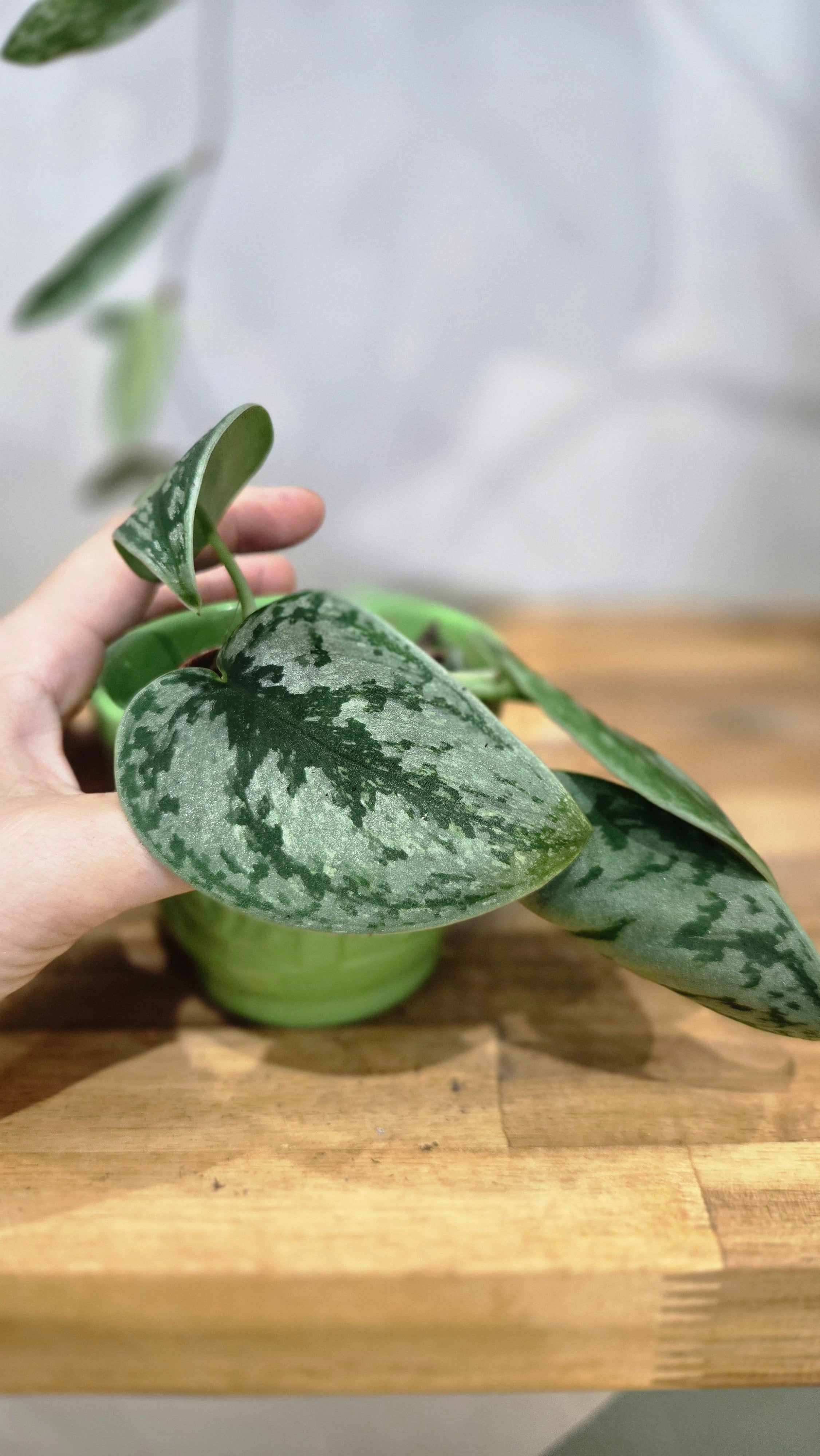 SCINDAPSUS HOLOGRAM