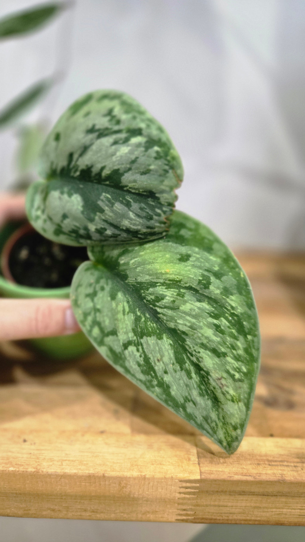 SCINDAPSUS HOLOGRAM