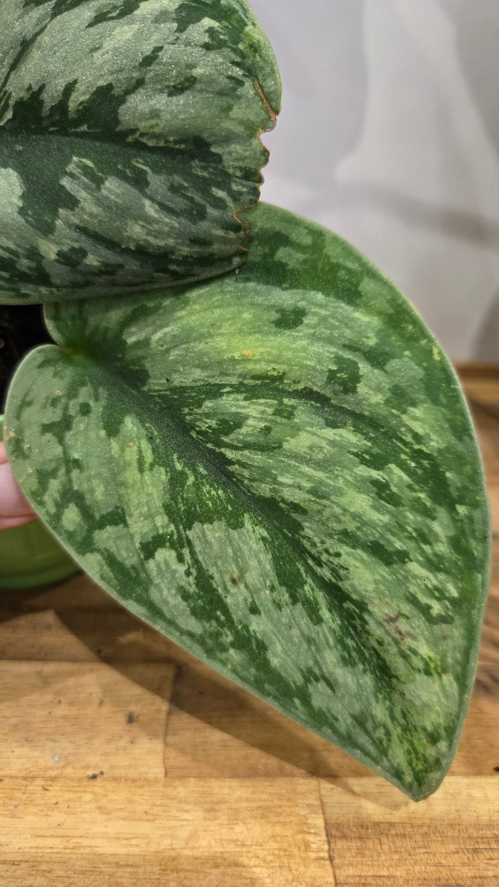SCINDAPSUS HOLOGRAM