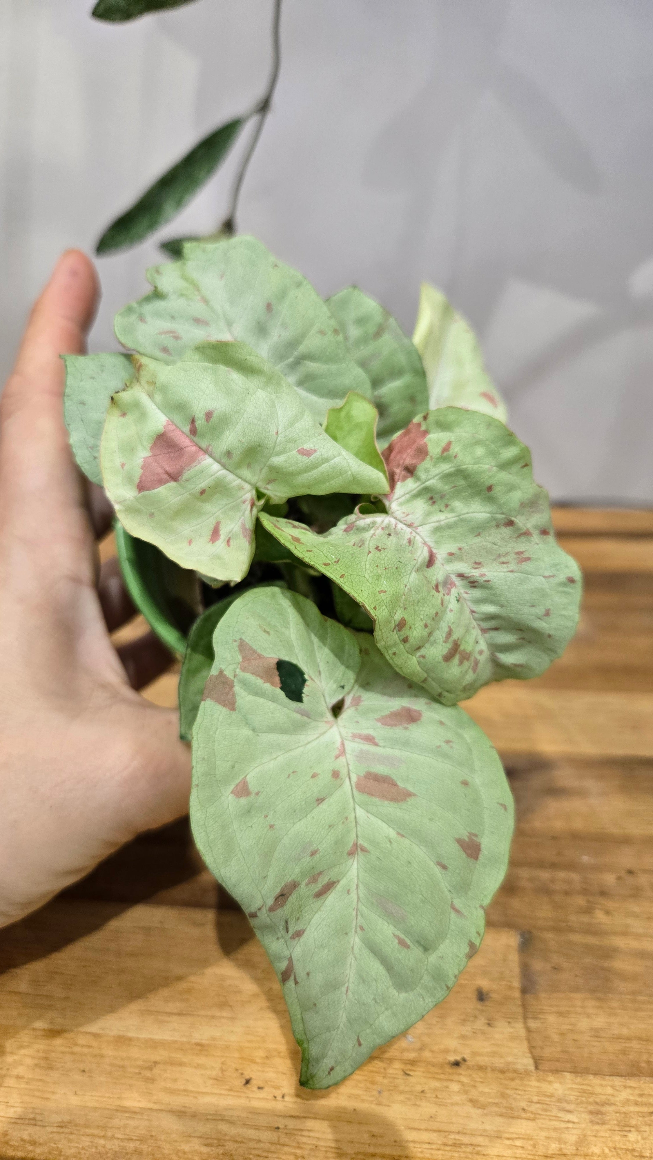 SYNGONIUM MILK CONFETTI