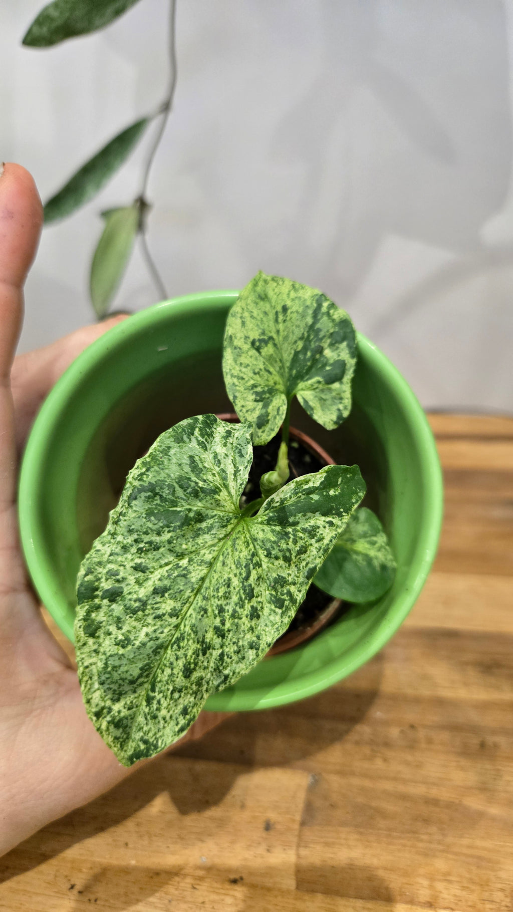 SYNGONIUM MOJITO