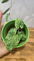 SYNGONIUM MOJITO