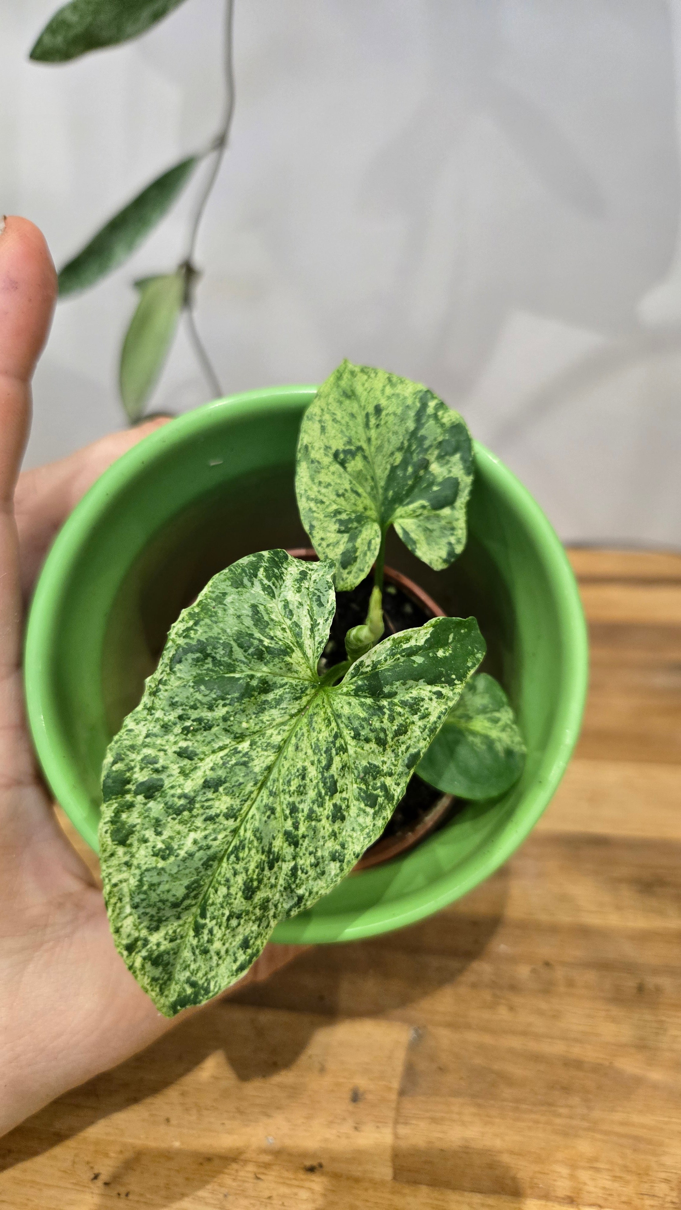 SYNGONIUM MOJITO